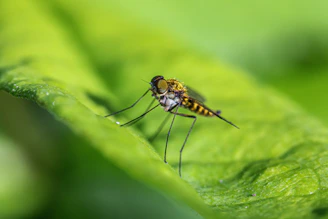 A close up of a mosquito on a green leaf