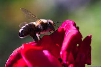 A bee on a red flower with a blurry background