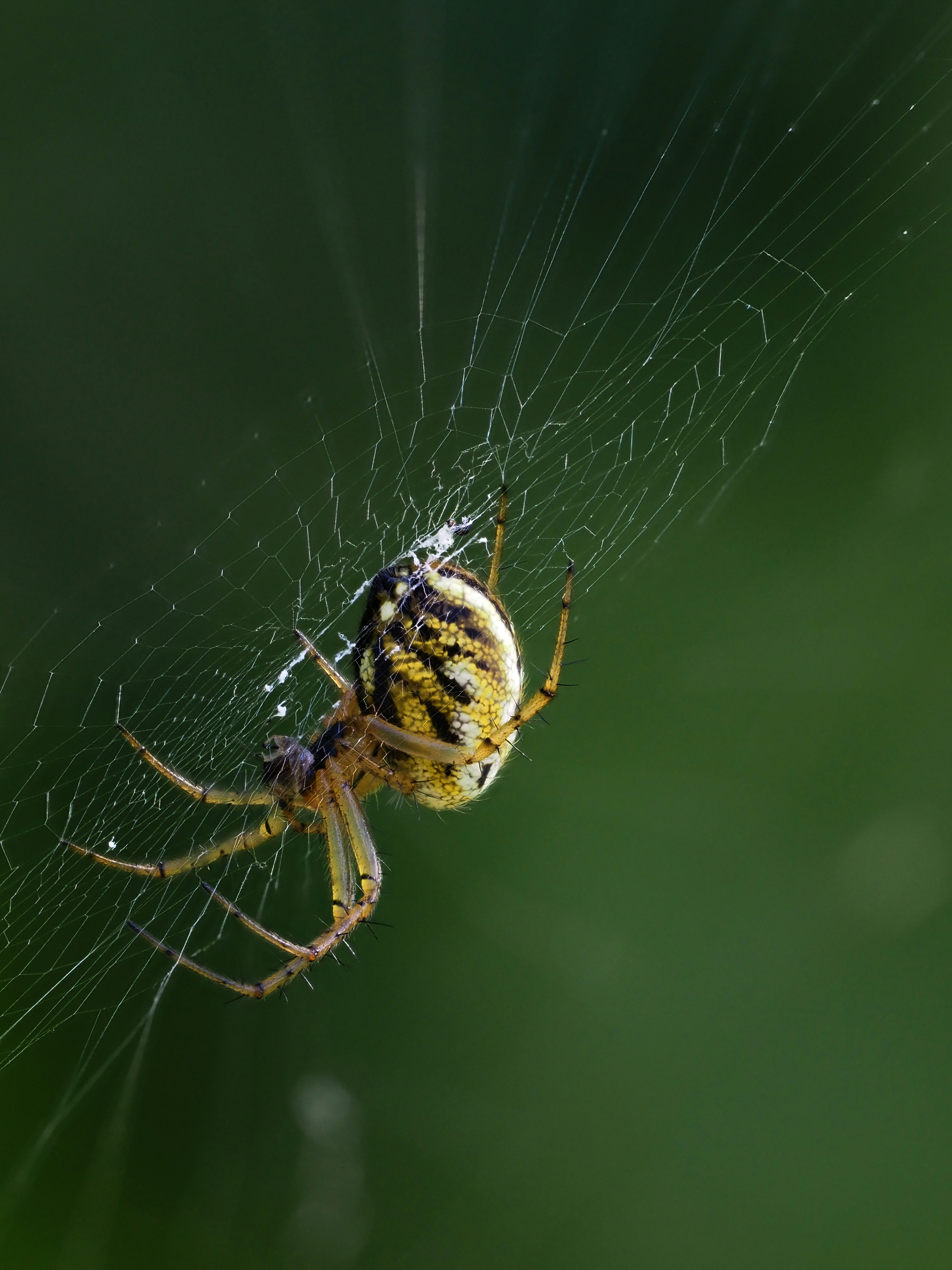 9 Pollinator Protection (image credits: unsplash)