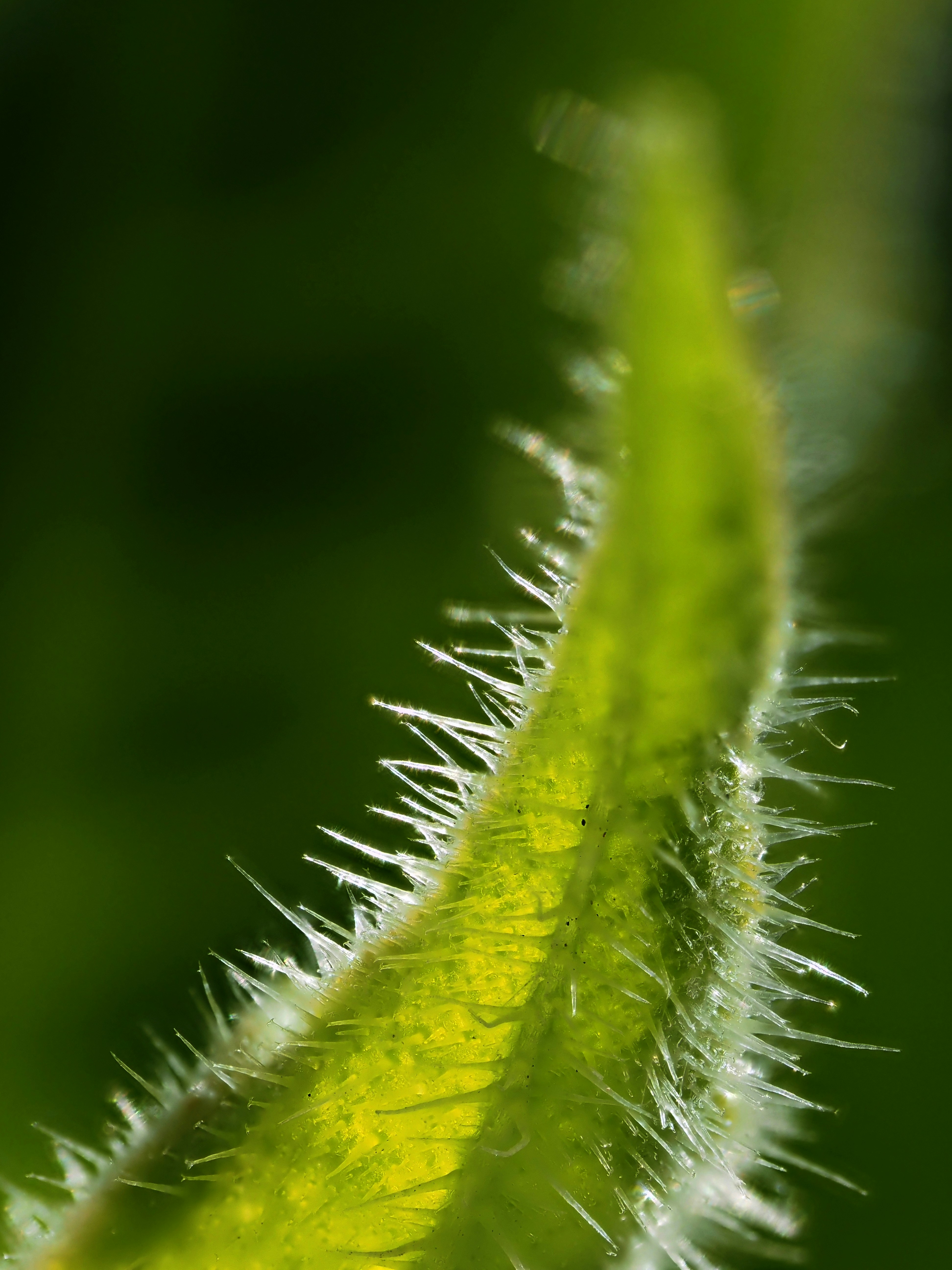 BLACK+DECKER Hedge Trimmer