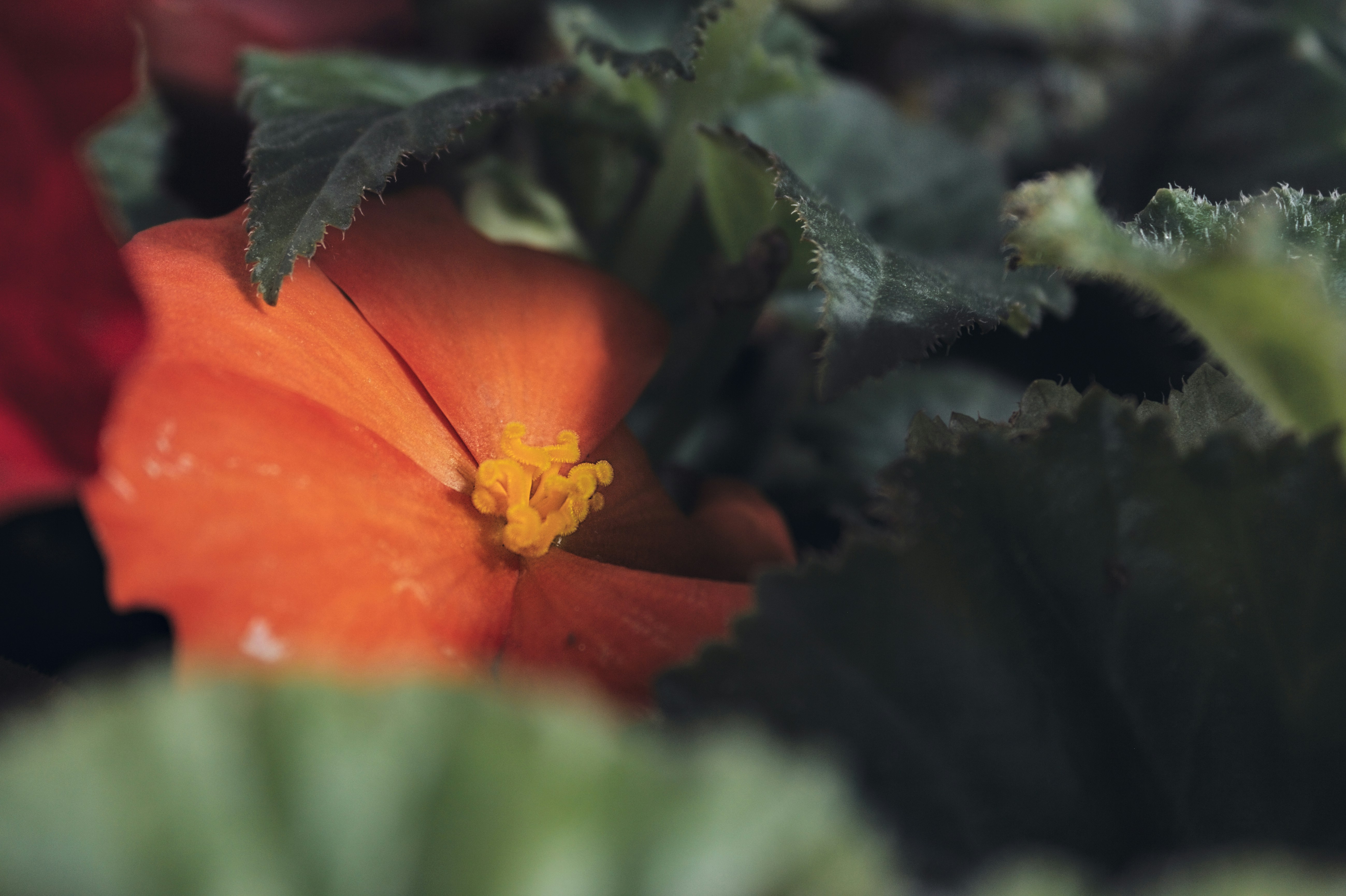 Photo by dcanadianphotographer