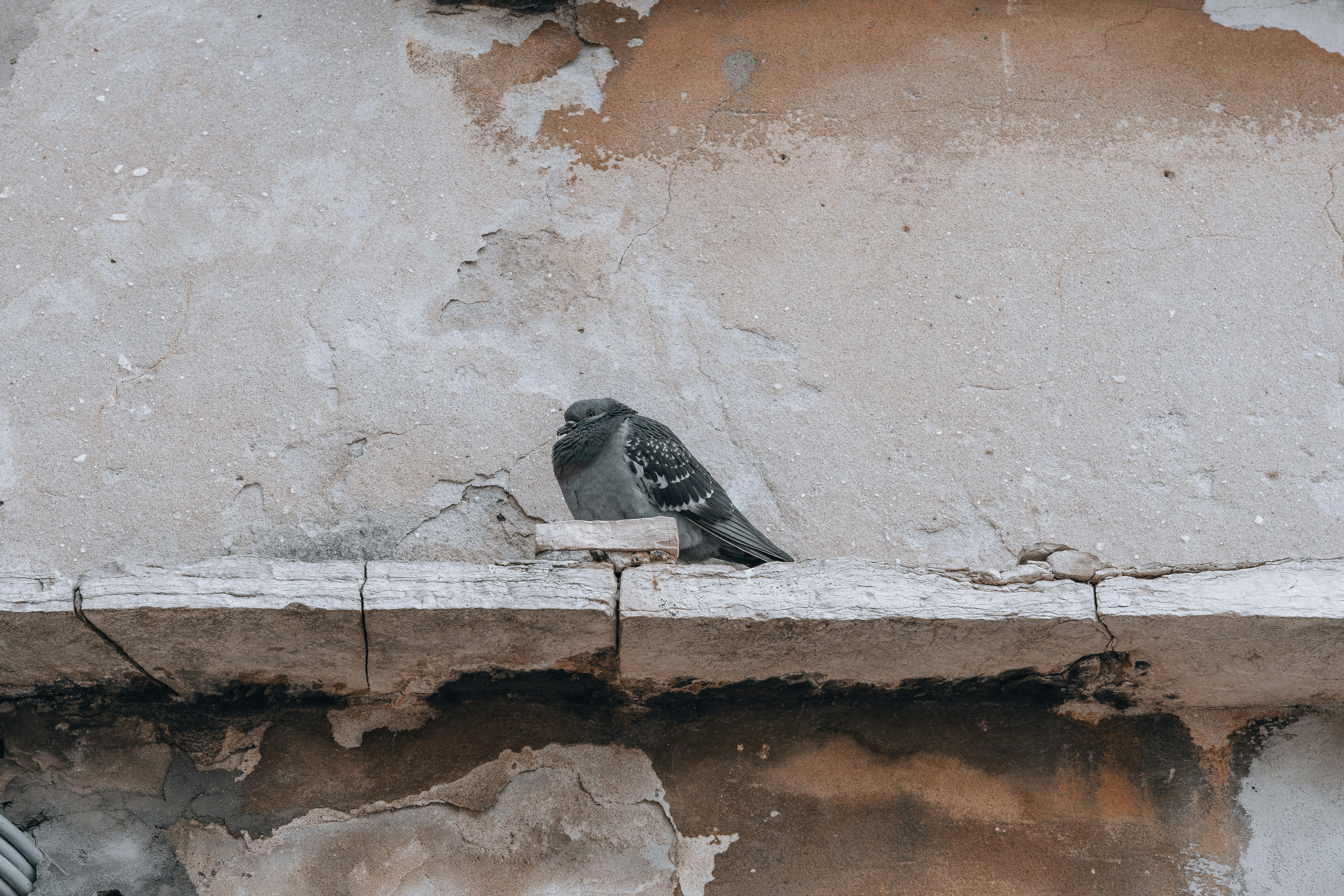 Pidgeon relaxing on a wall in Venice