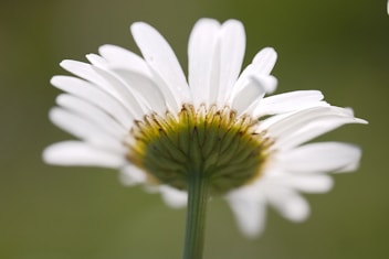 A close up of a flower with a blurry background