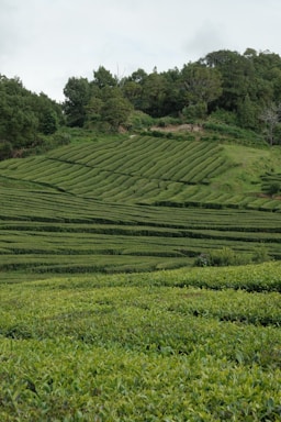 A person walking through a field of tea bushes