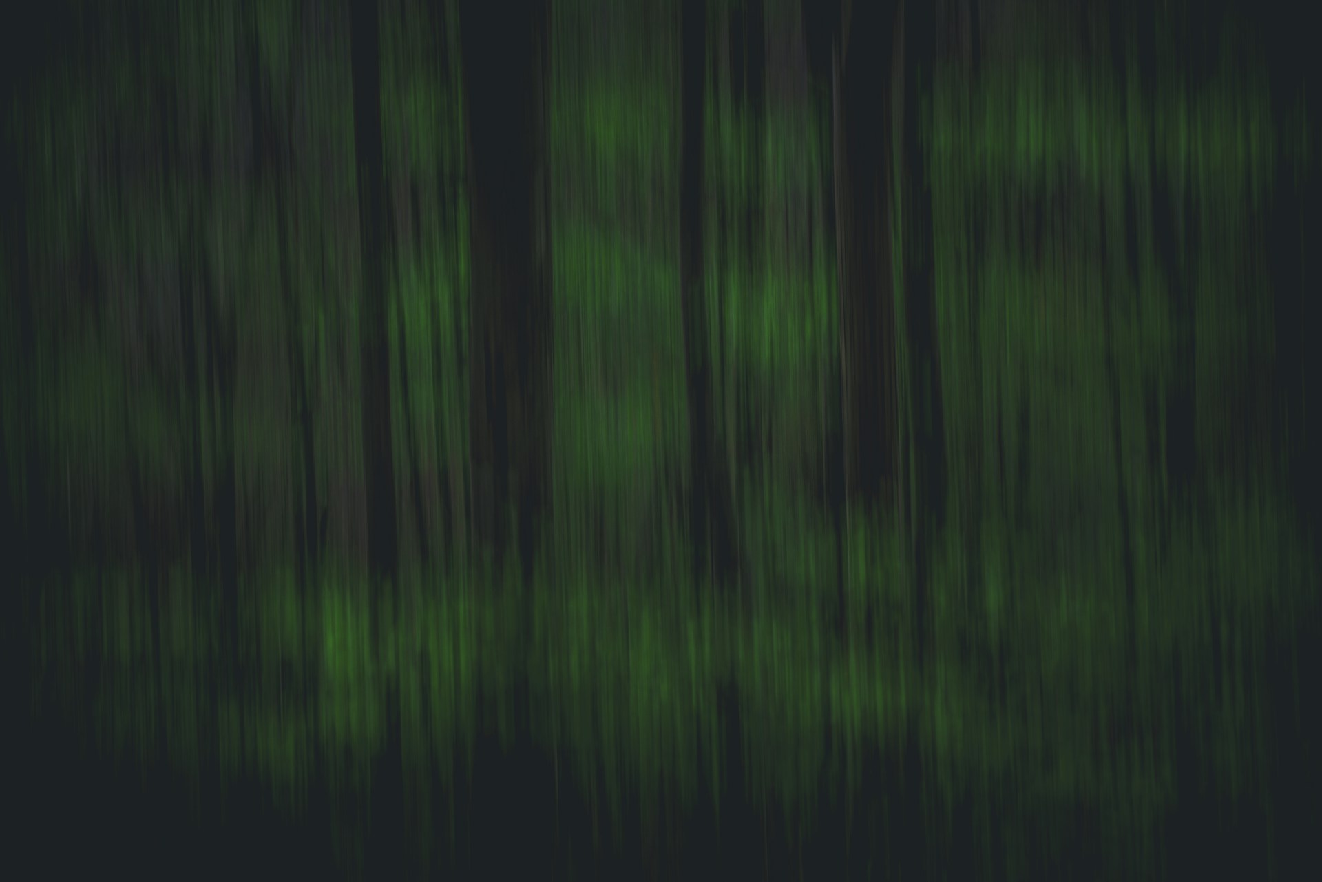 A blurry photo of a forest with trees