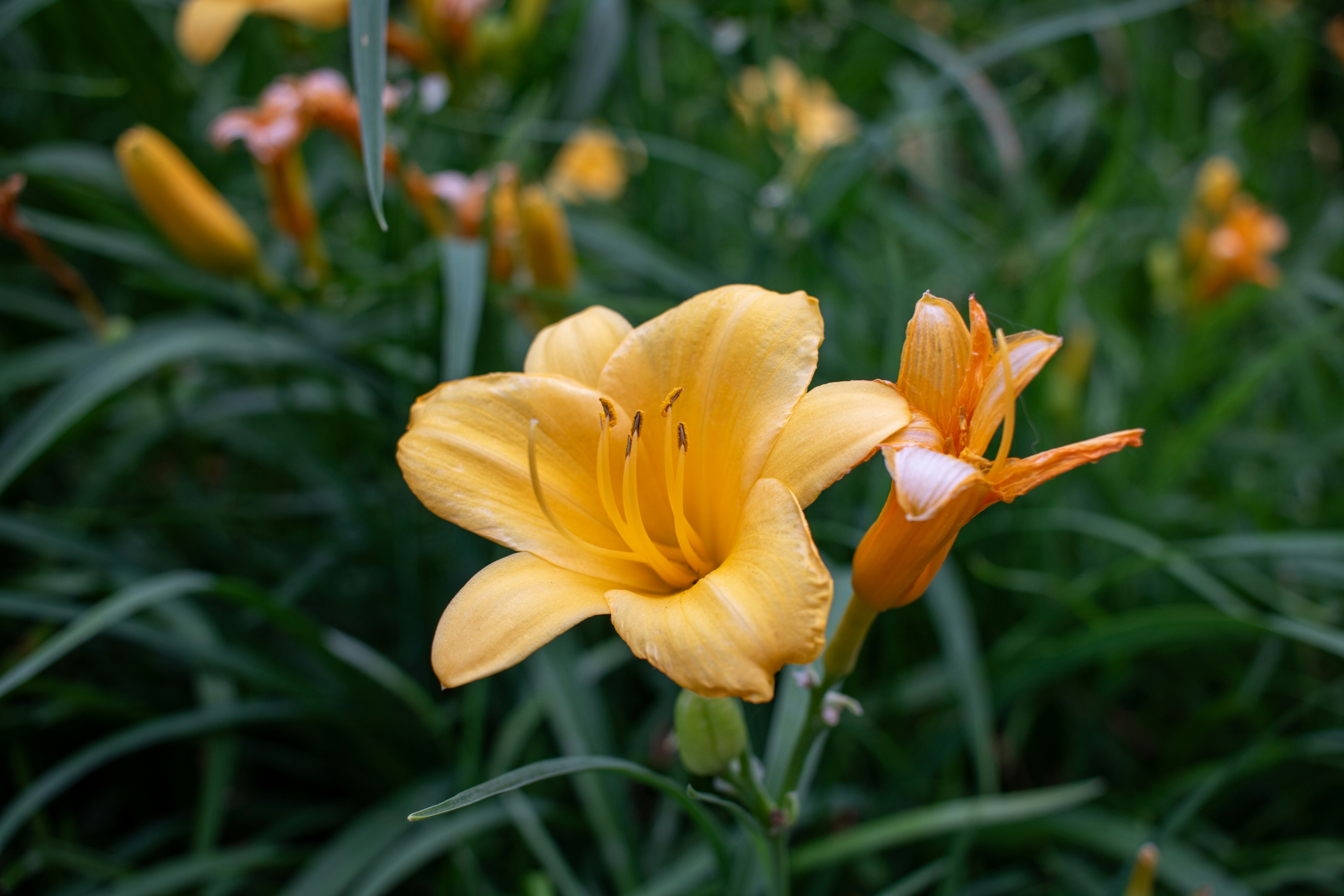 Photo by zoshuacolah