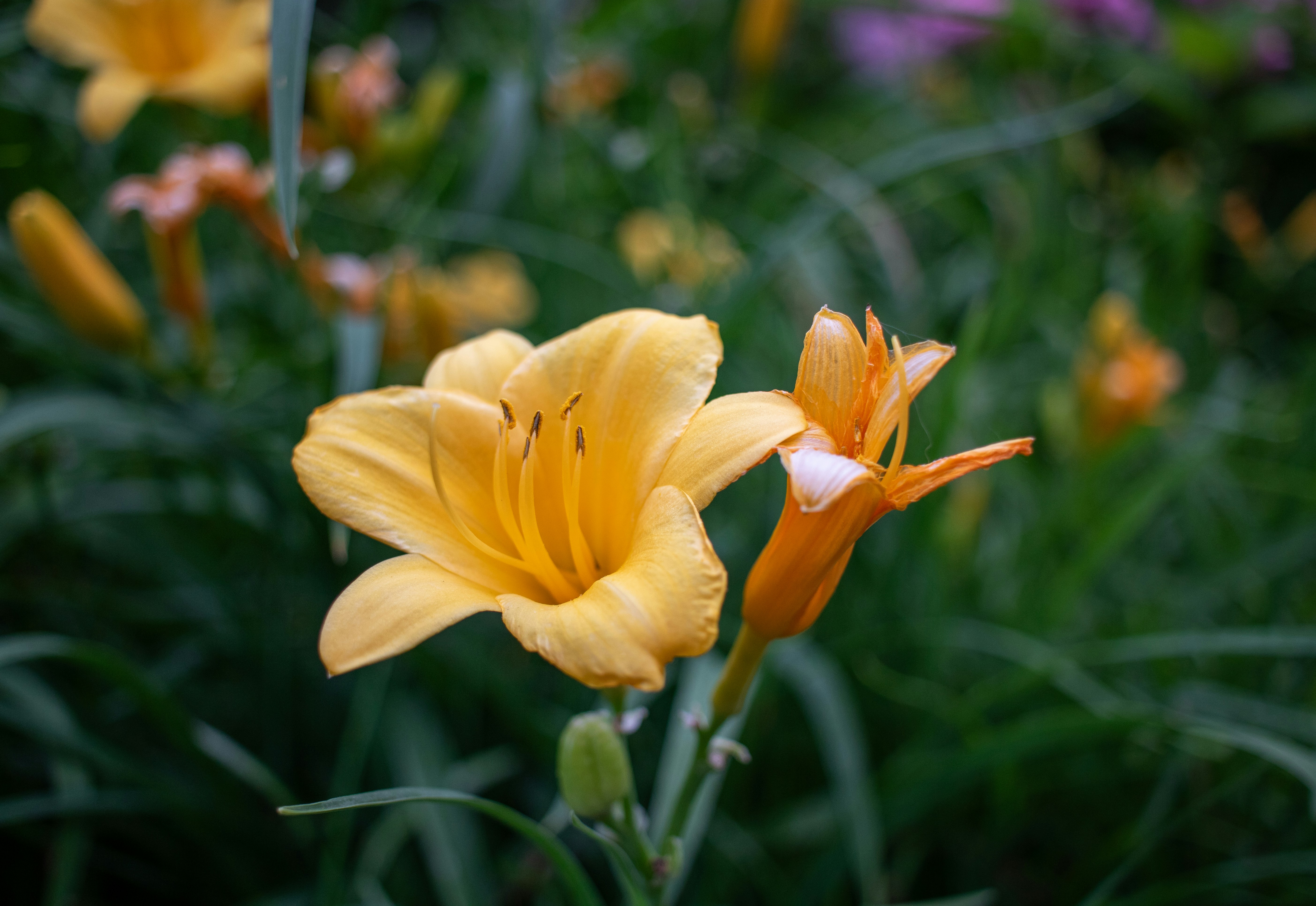 Photo by zoshuacolah