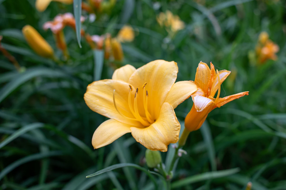 Lily Asiatic Oriental India — Cut Flower Bulb Complete Guide