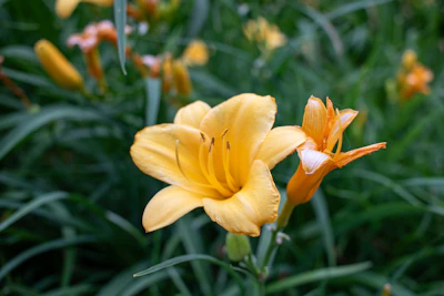 Lily Asiatic Oriental India — Cut Flower Bulb Complete Guide