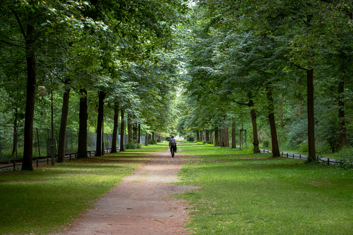 Person geht auf einem von Bäumen gesäumten Weg im Park
