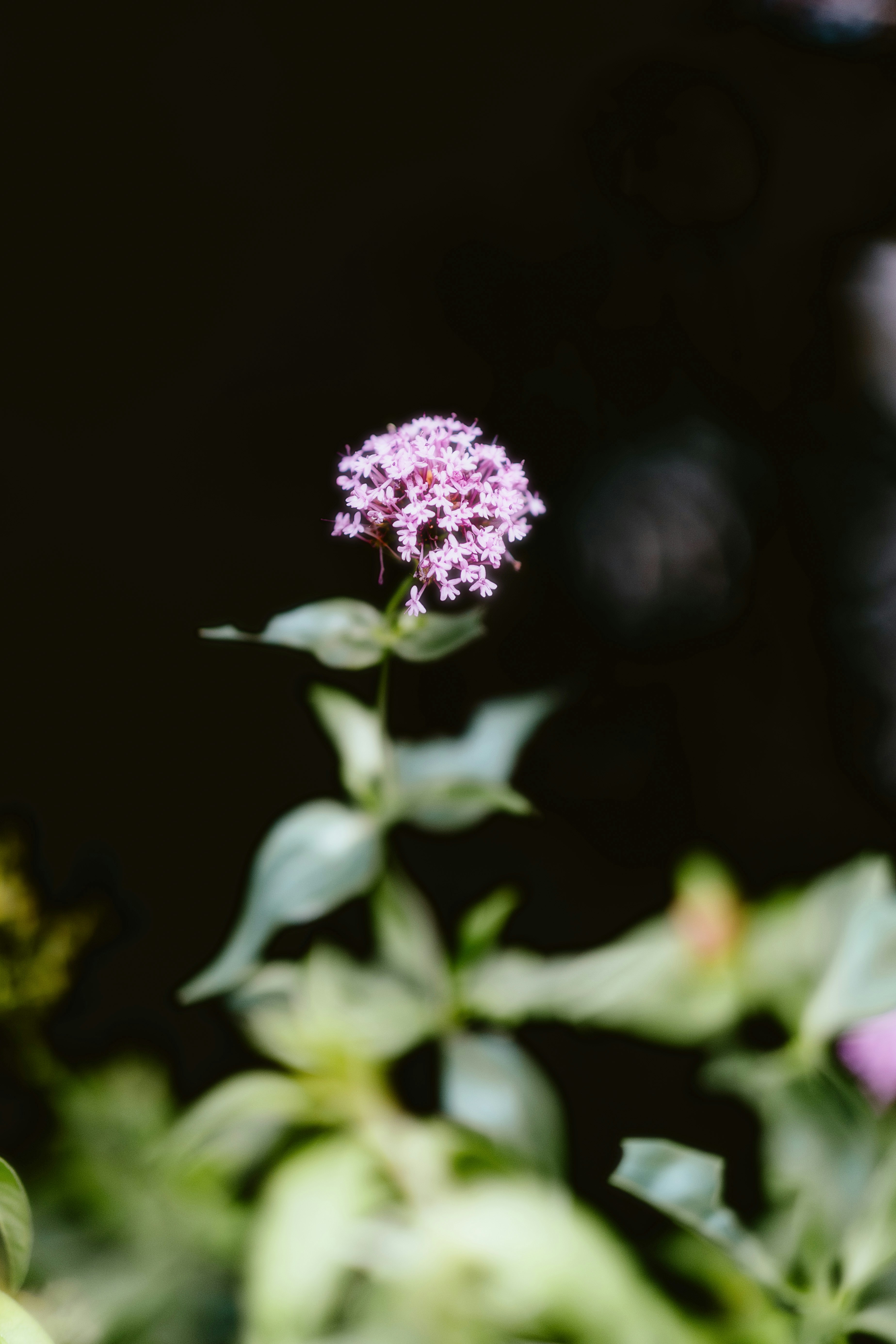 Photo by alingavriliuc