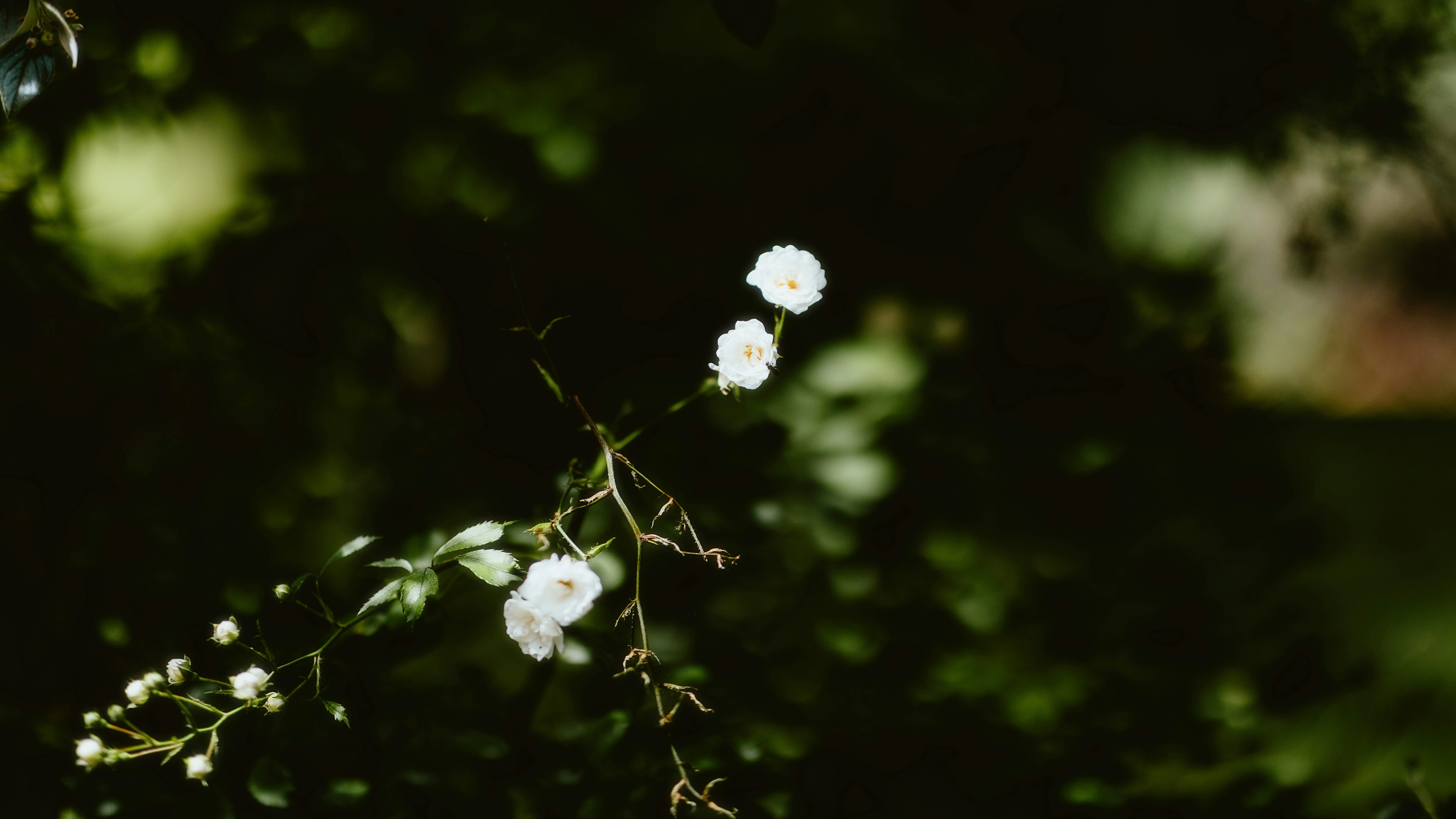 Photo by alingavriliuc