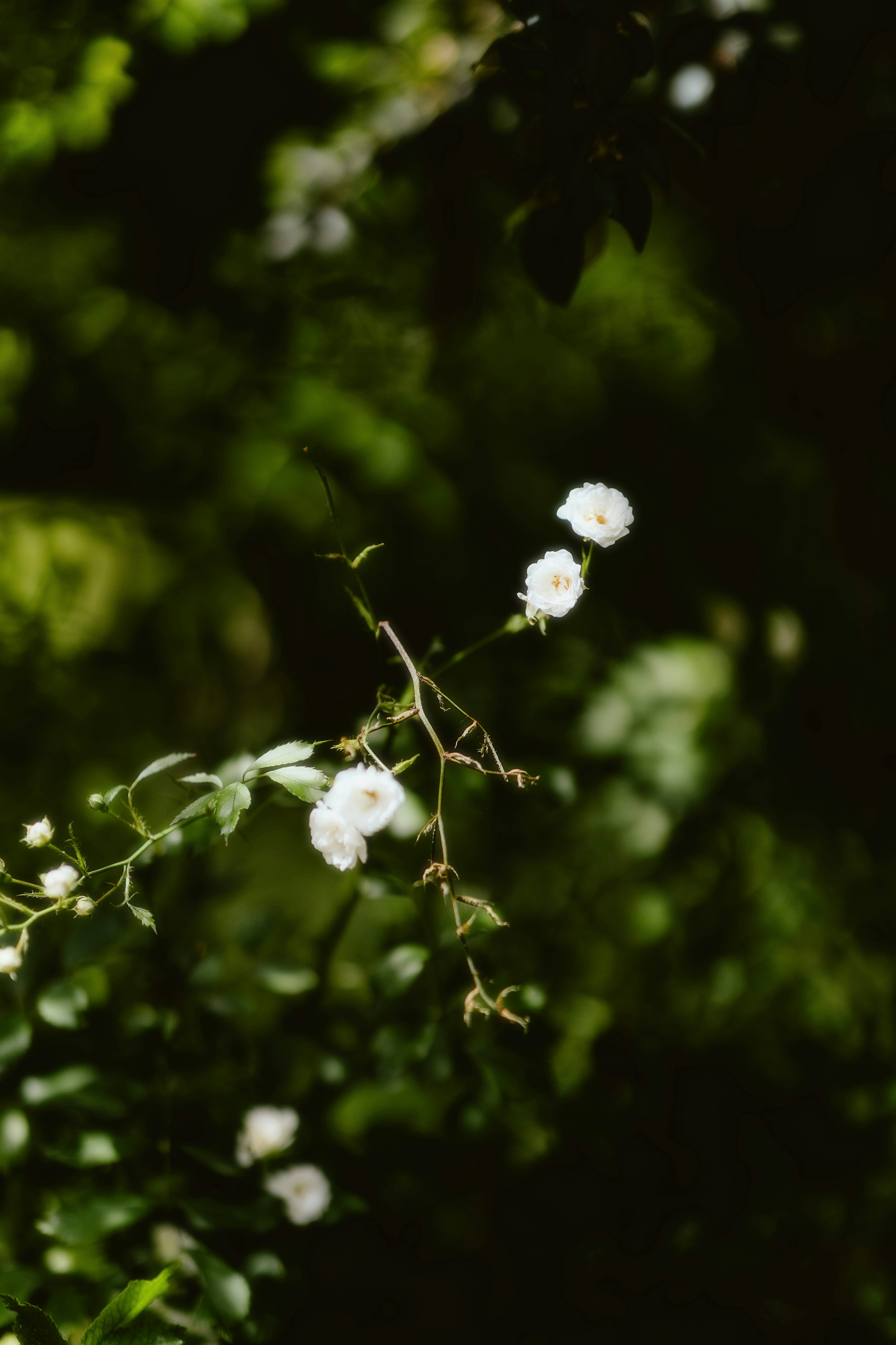 Photo by alingavriliuc