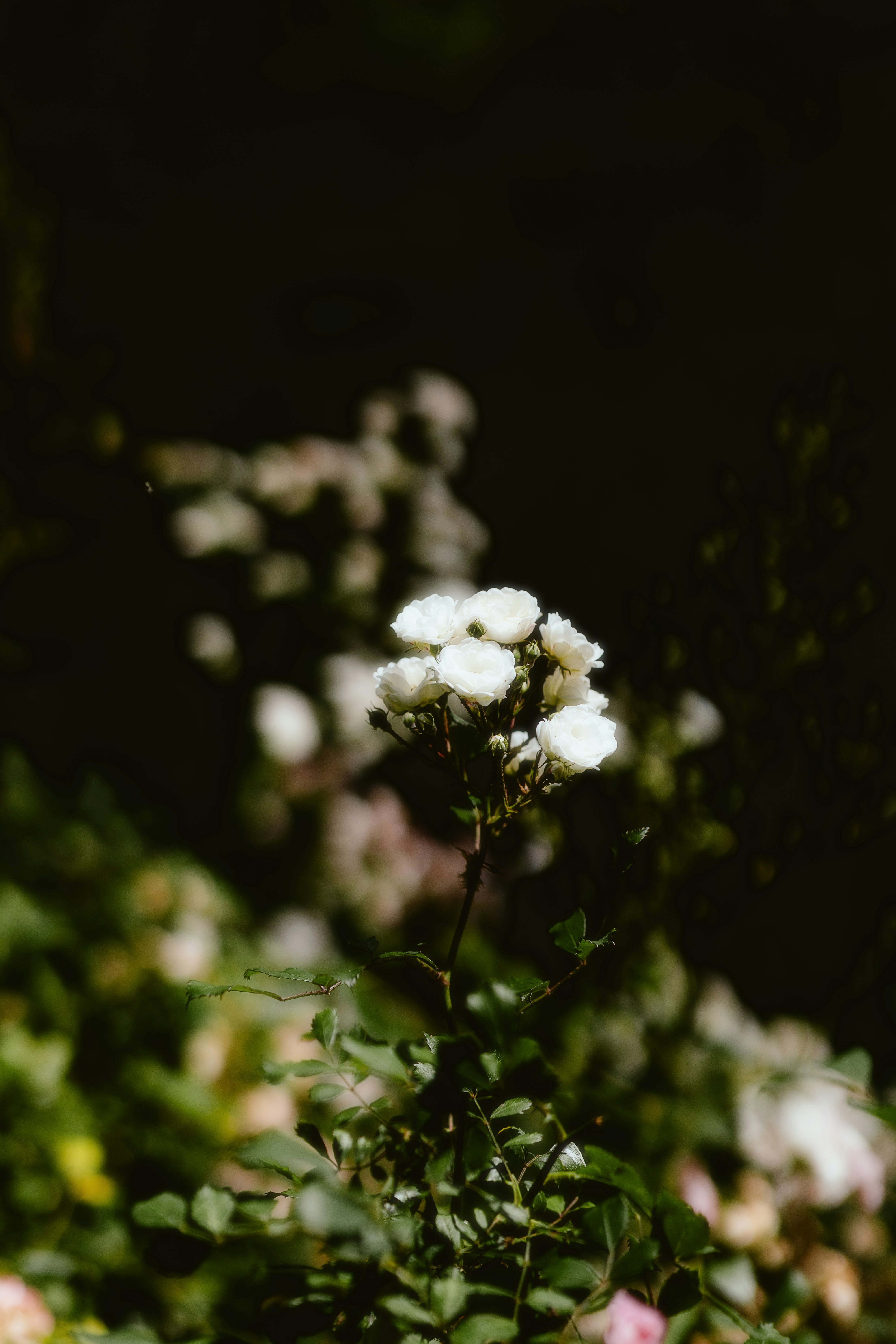 Photo by alingavriliuc