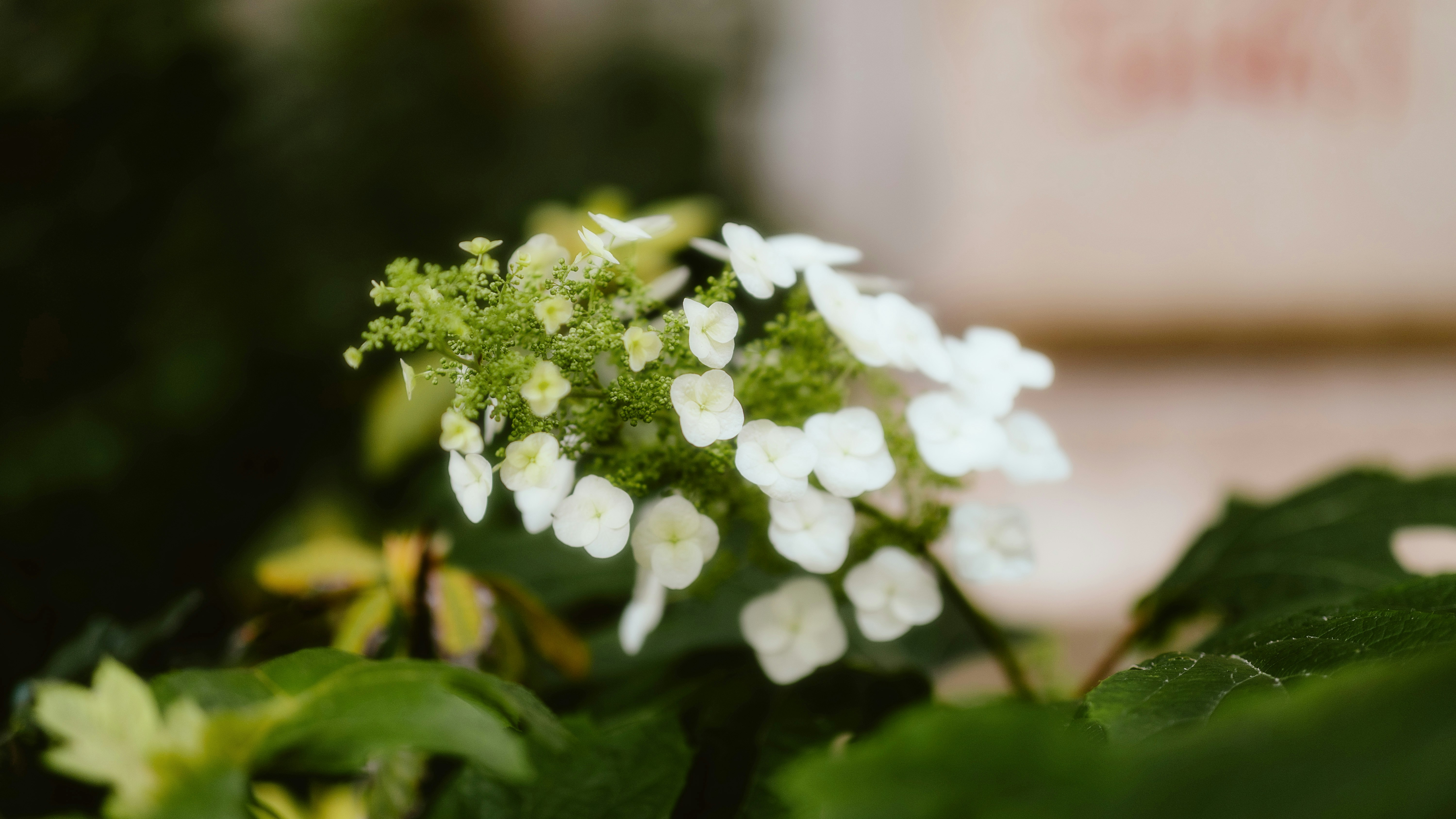 Photo by alingavriliuc