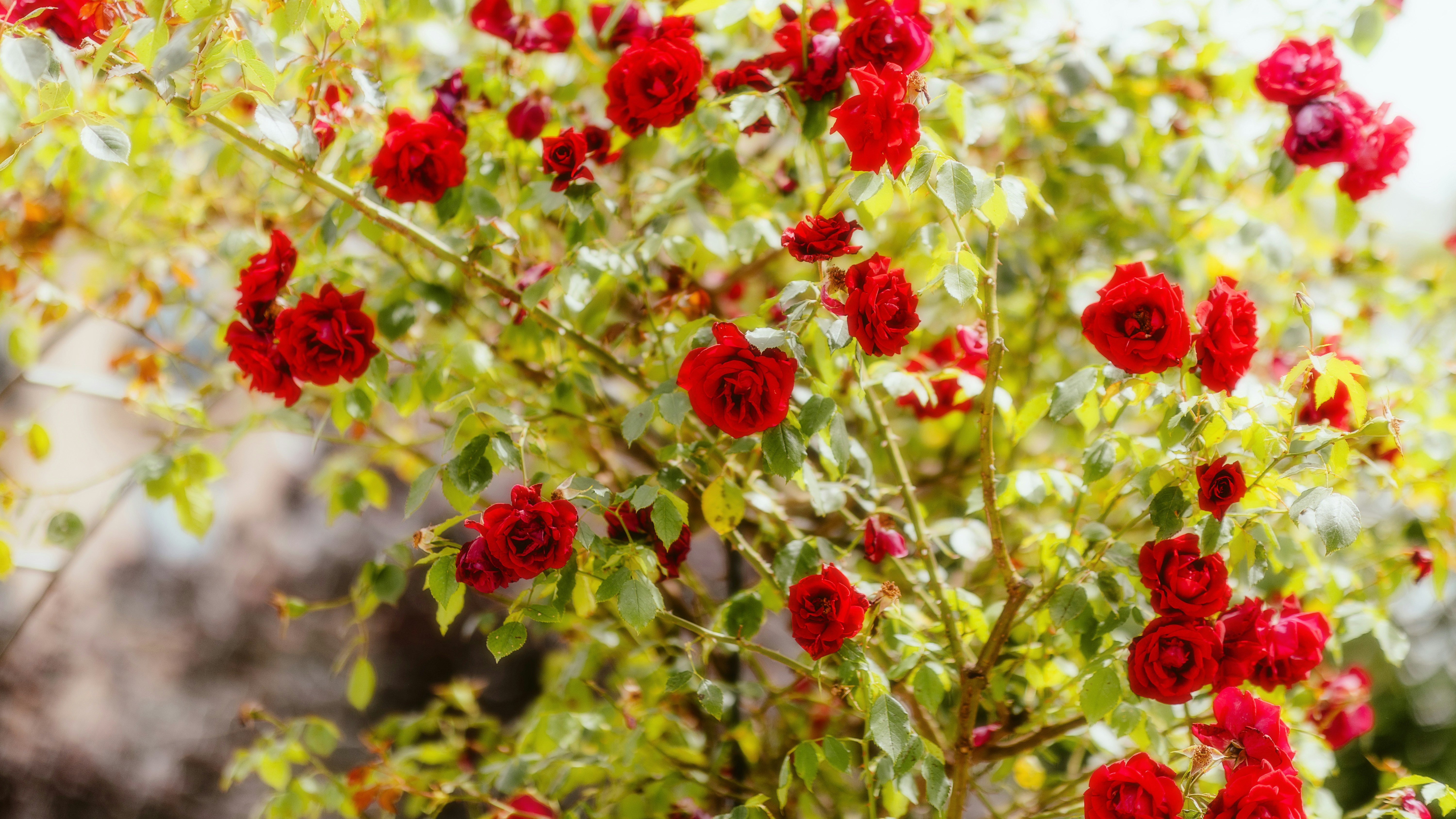 Photo by alingavriliuc