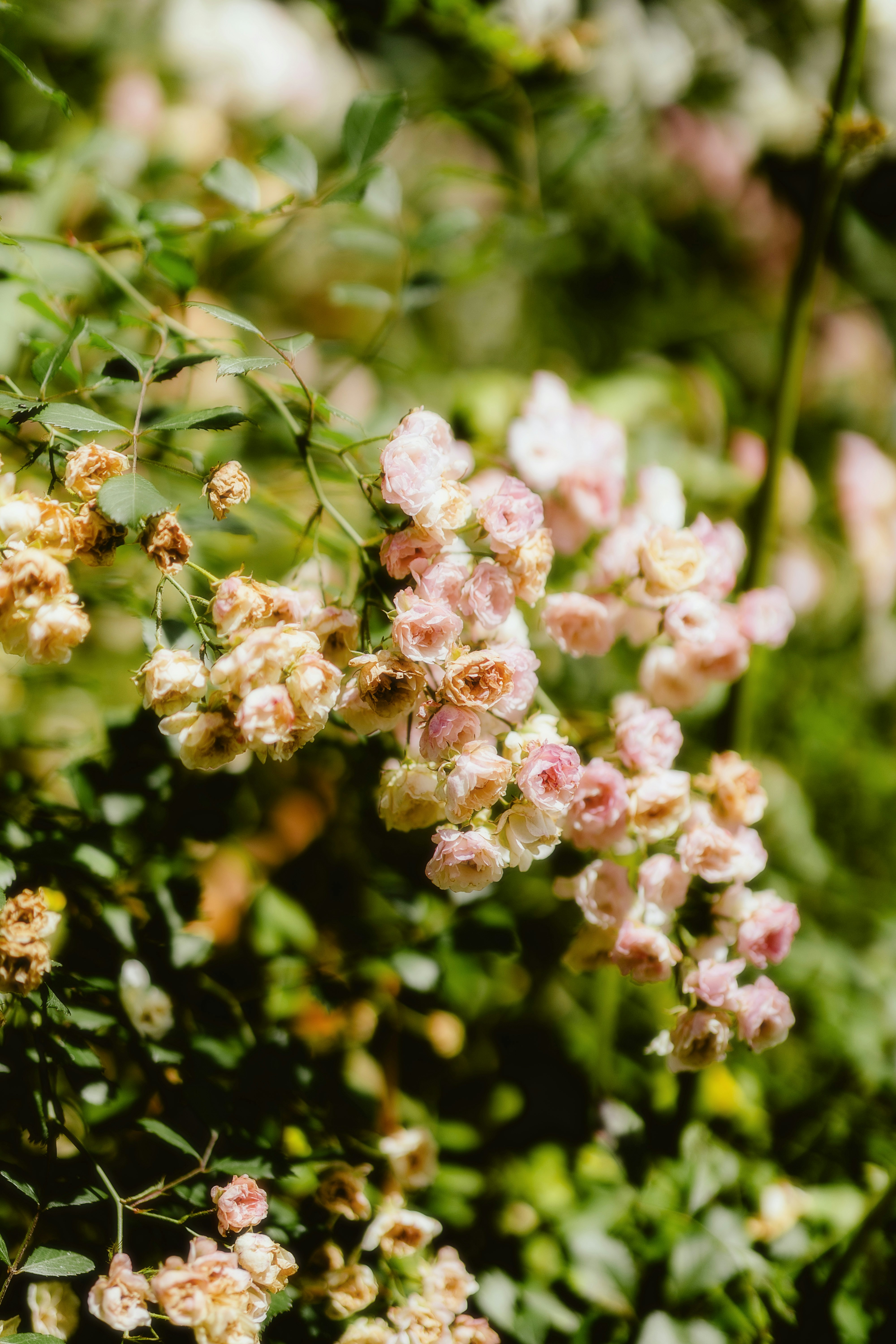 Photo by alingavriliuc