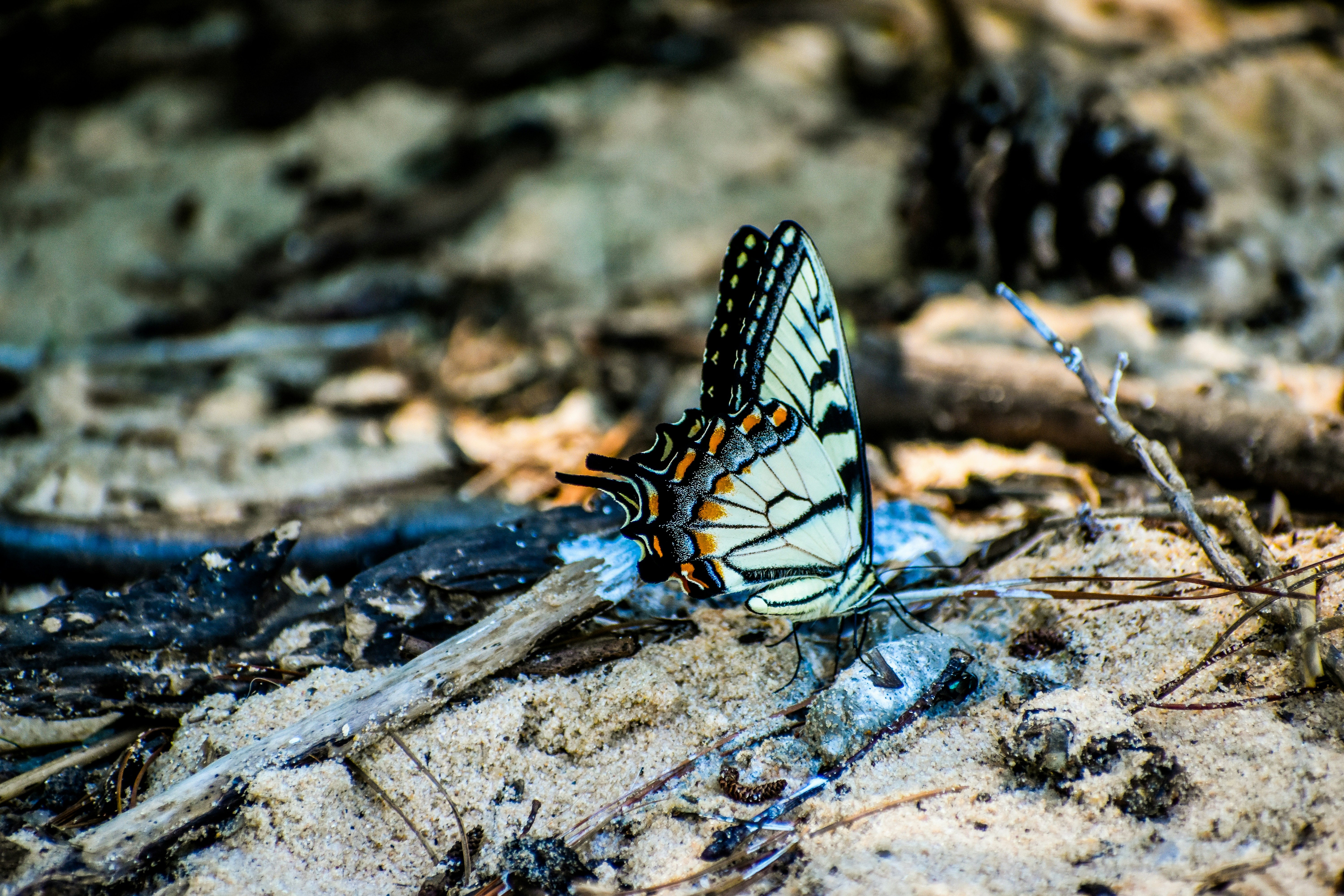 Una mariposa sentada en el suelo en el bosque