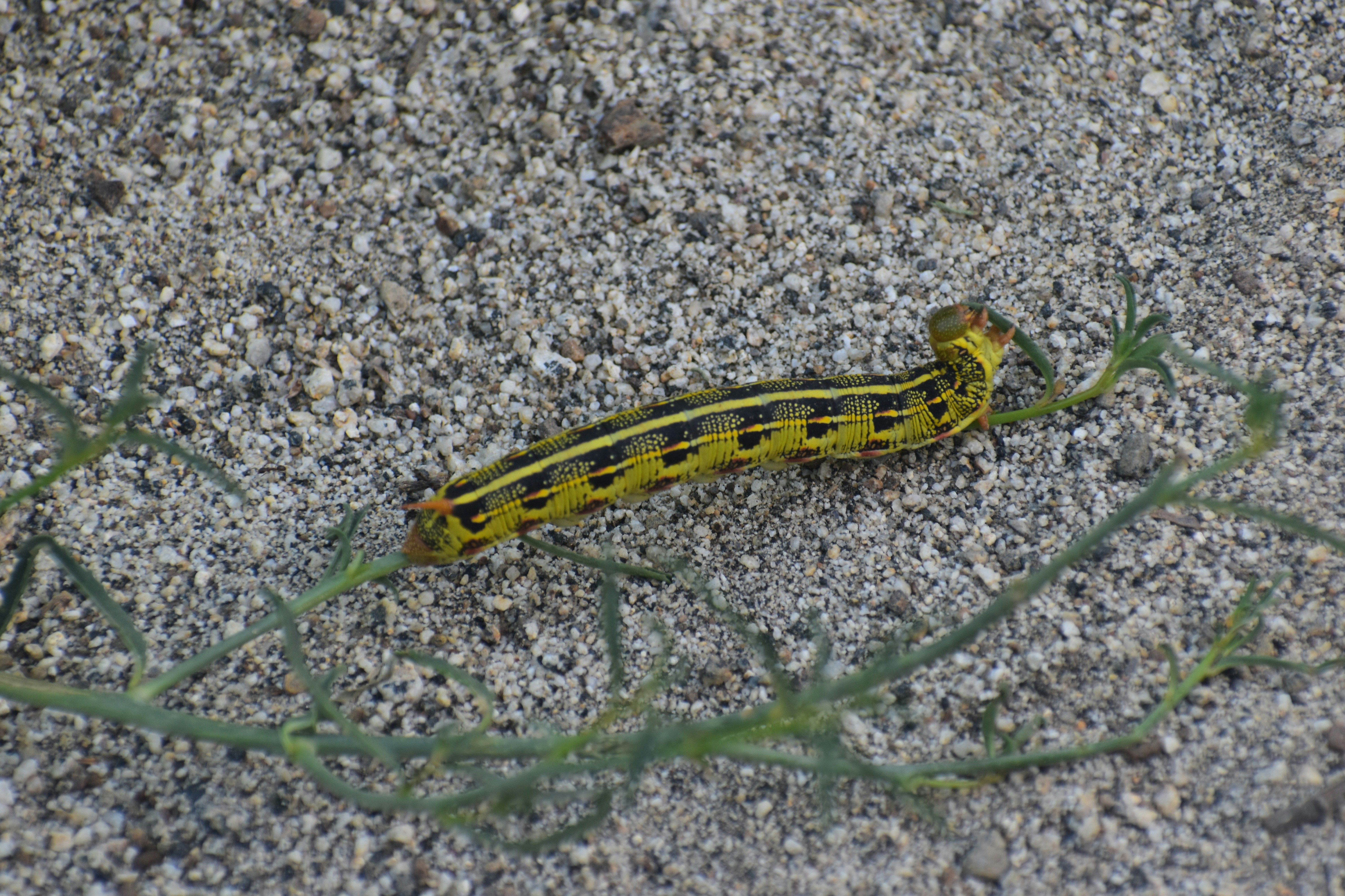 A yellow and black caterpillar on the ground