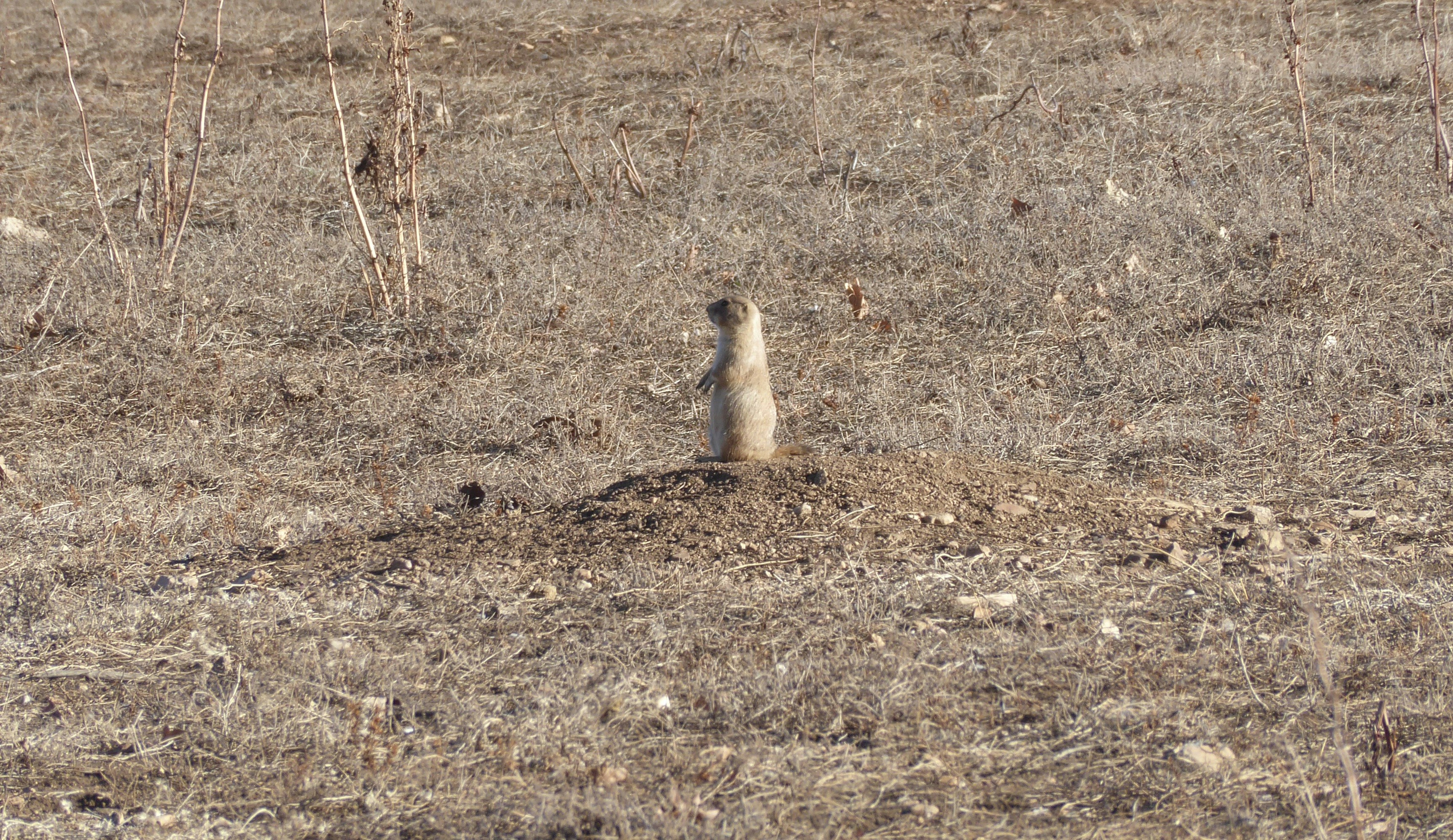 A small animal standing on top of a dry grass field