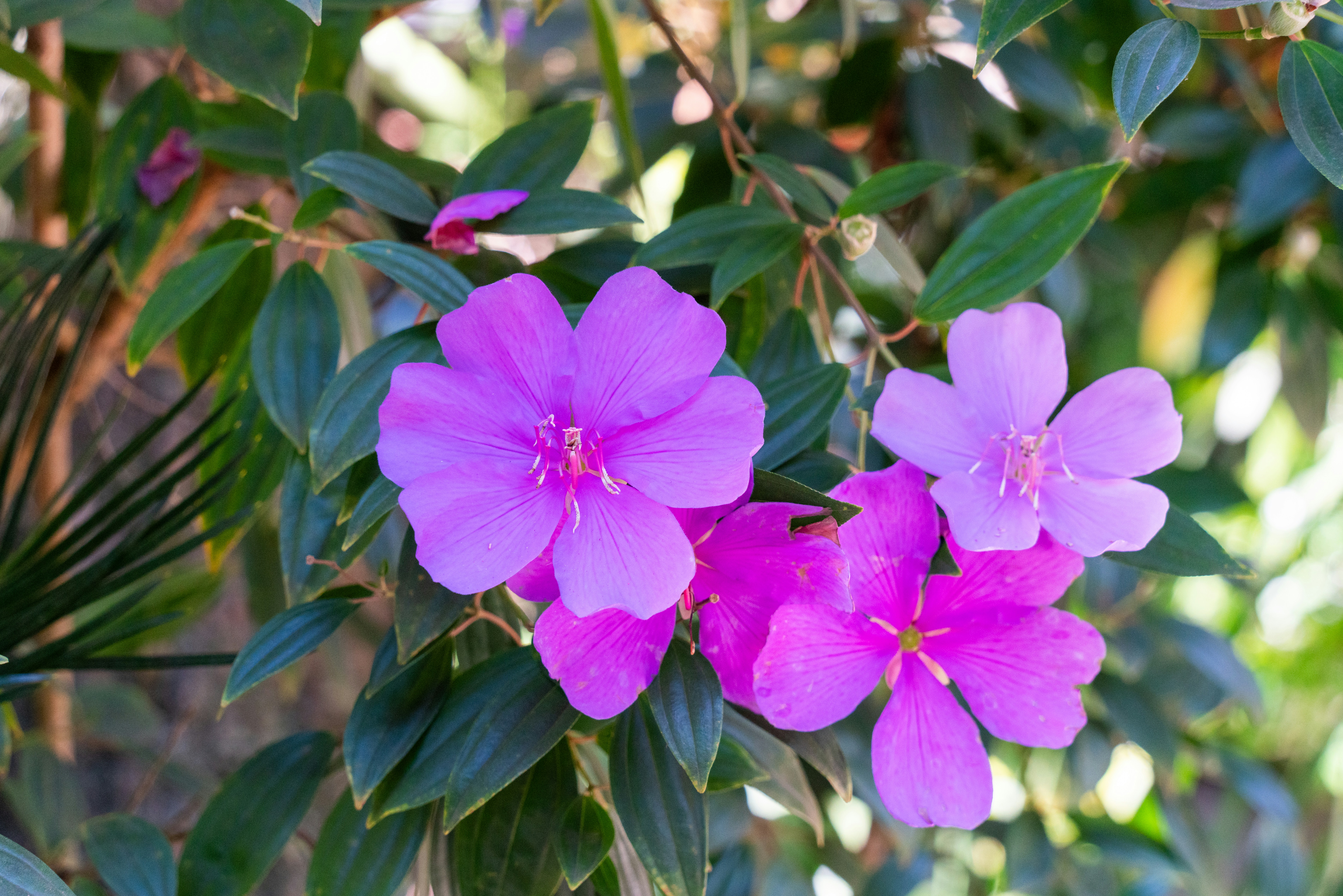 Photo by rafaelafeitos