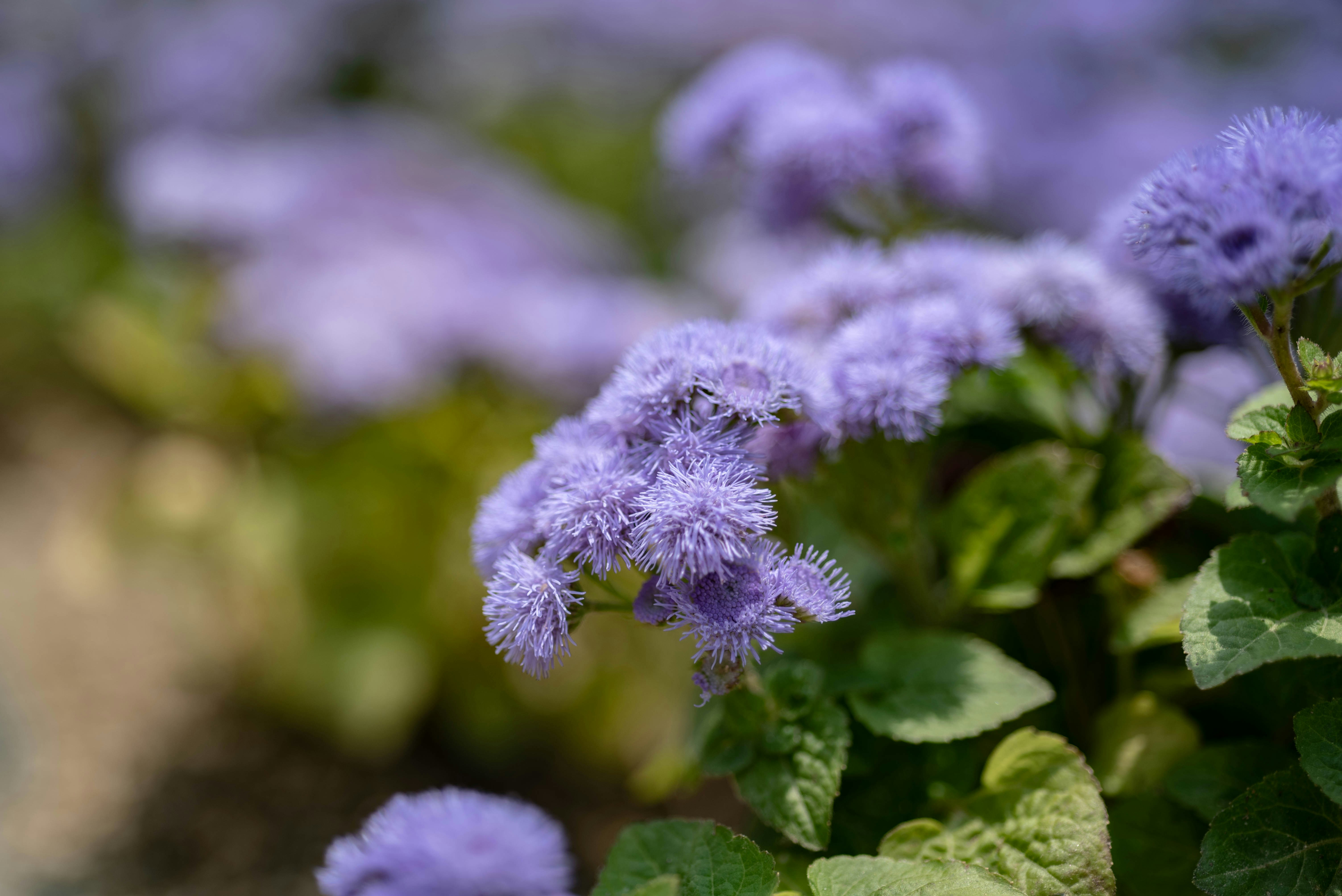 Photo by rays_pickpic