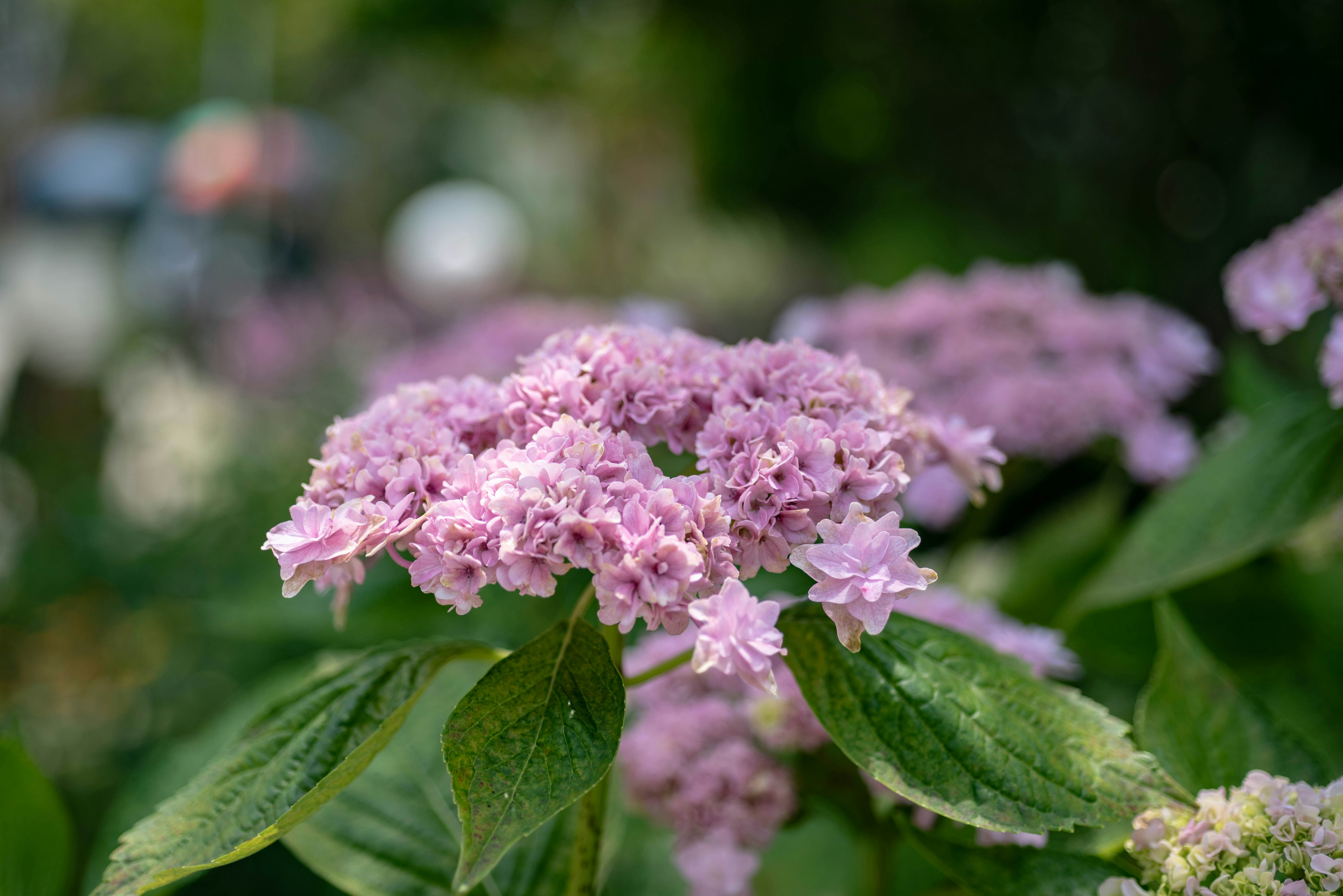 Photo by rays_pickpic