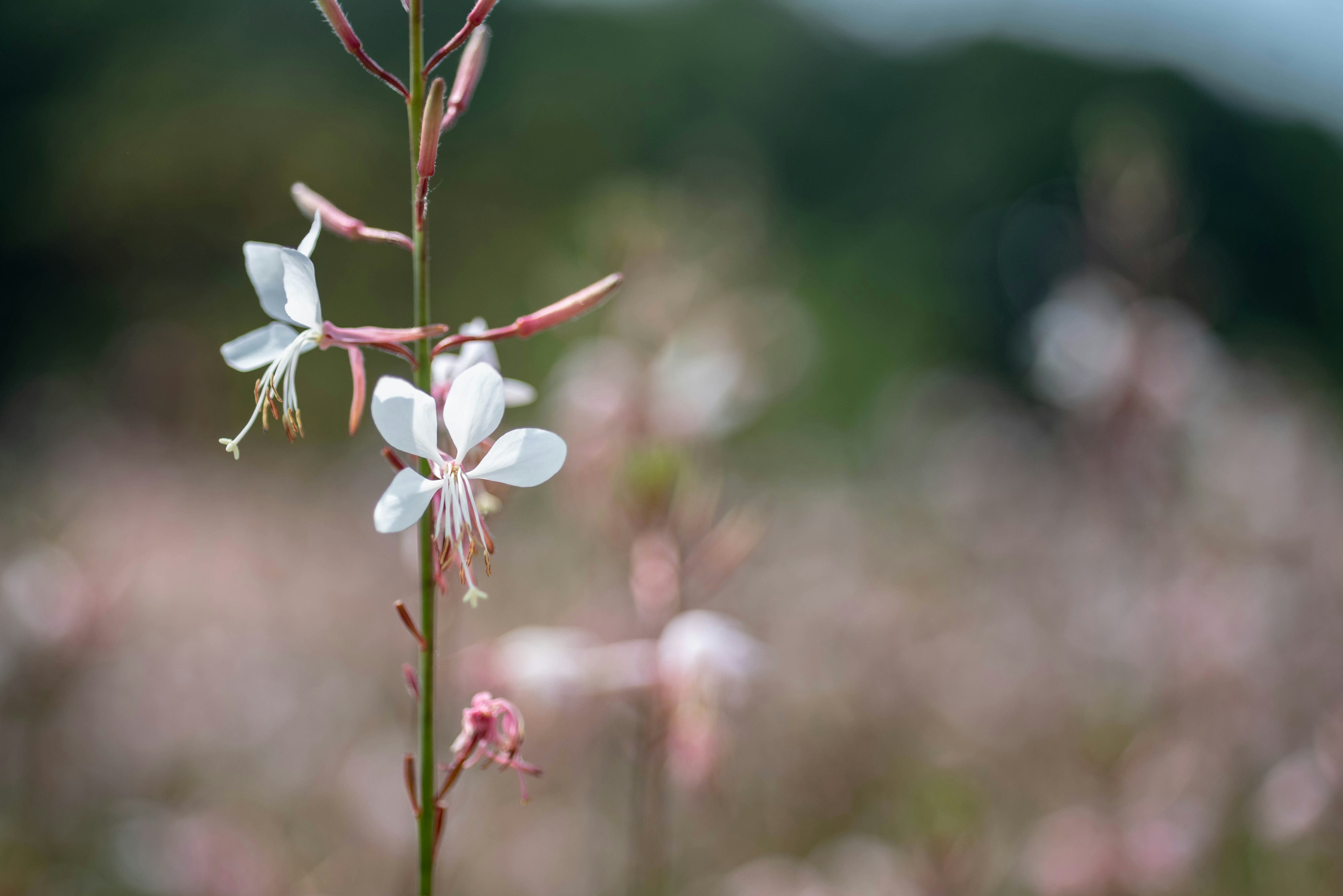 Photo by rays_pickpic