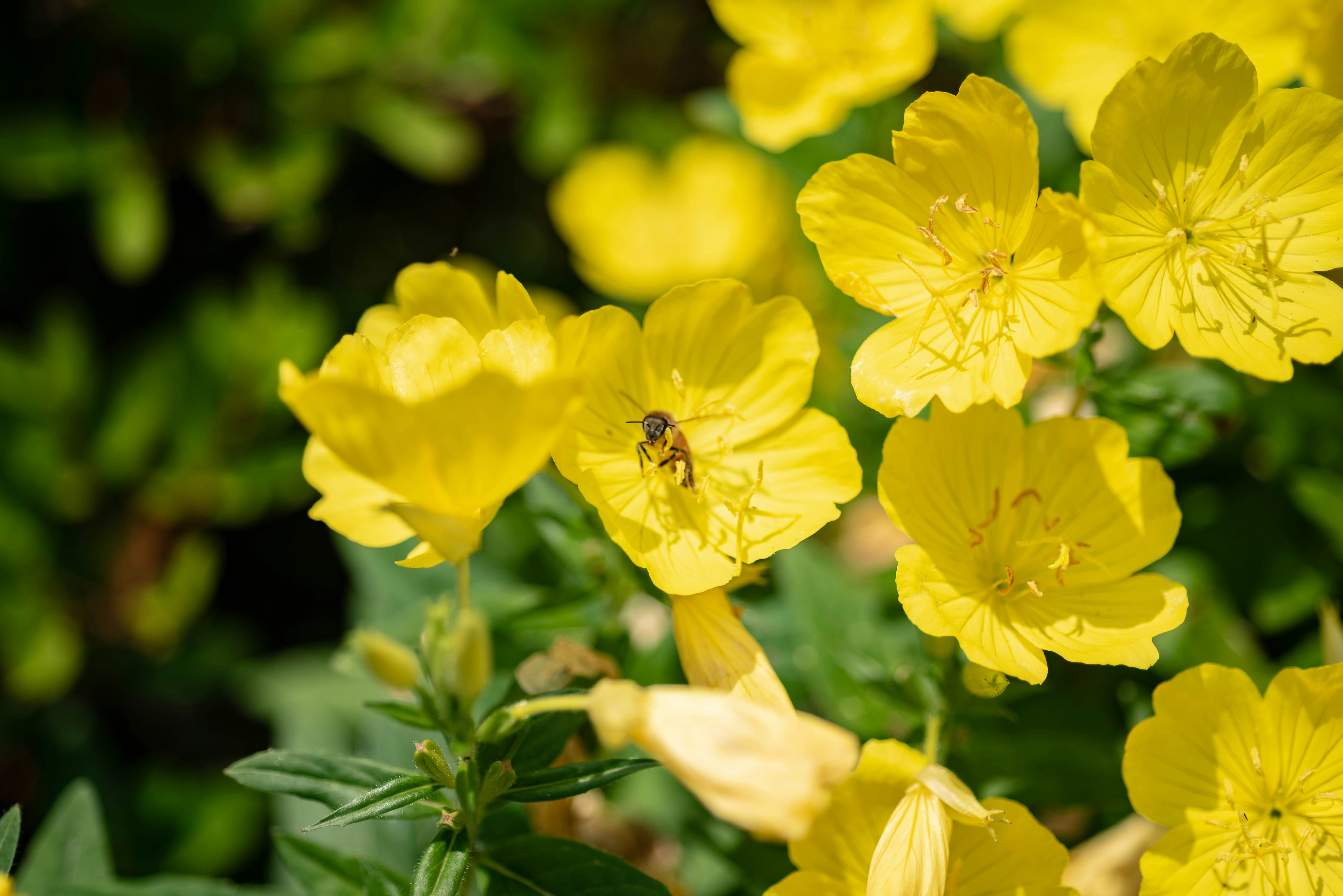 Photo by rays_pickpic