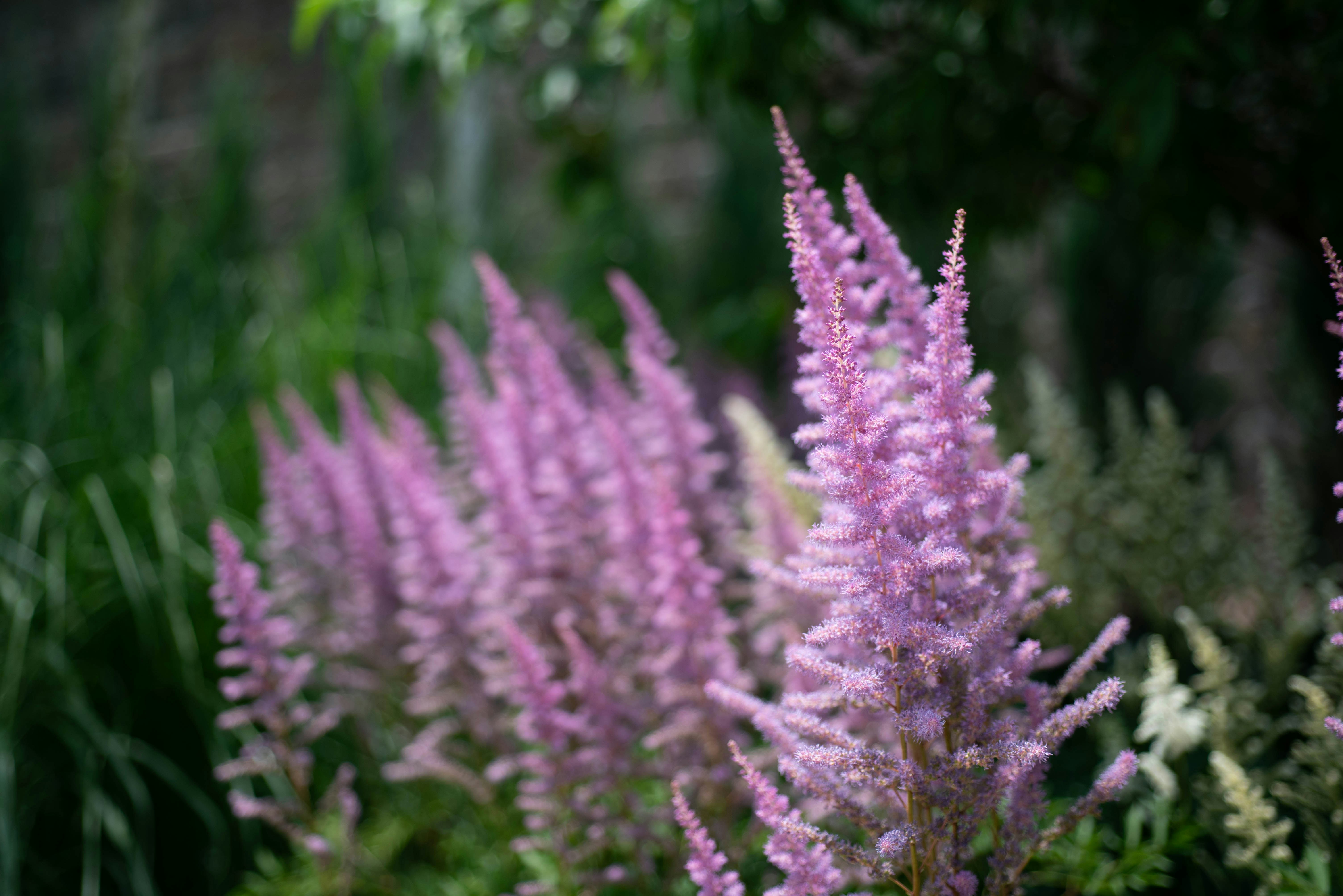 Photo by rays_pickpic