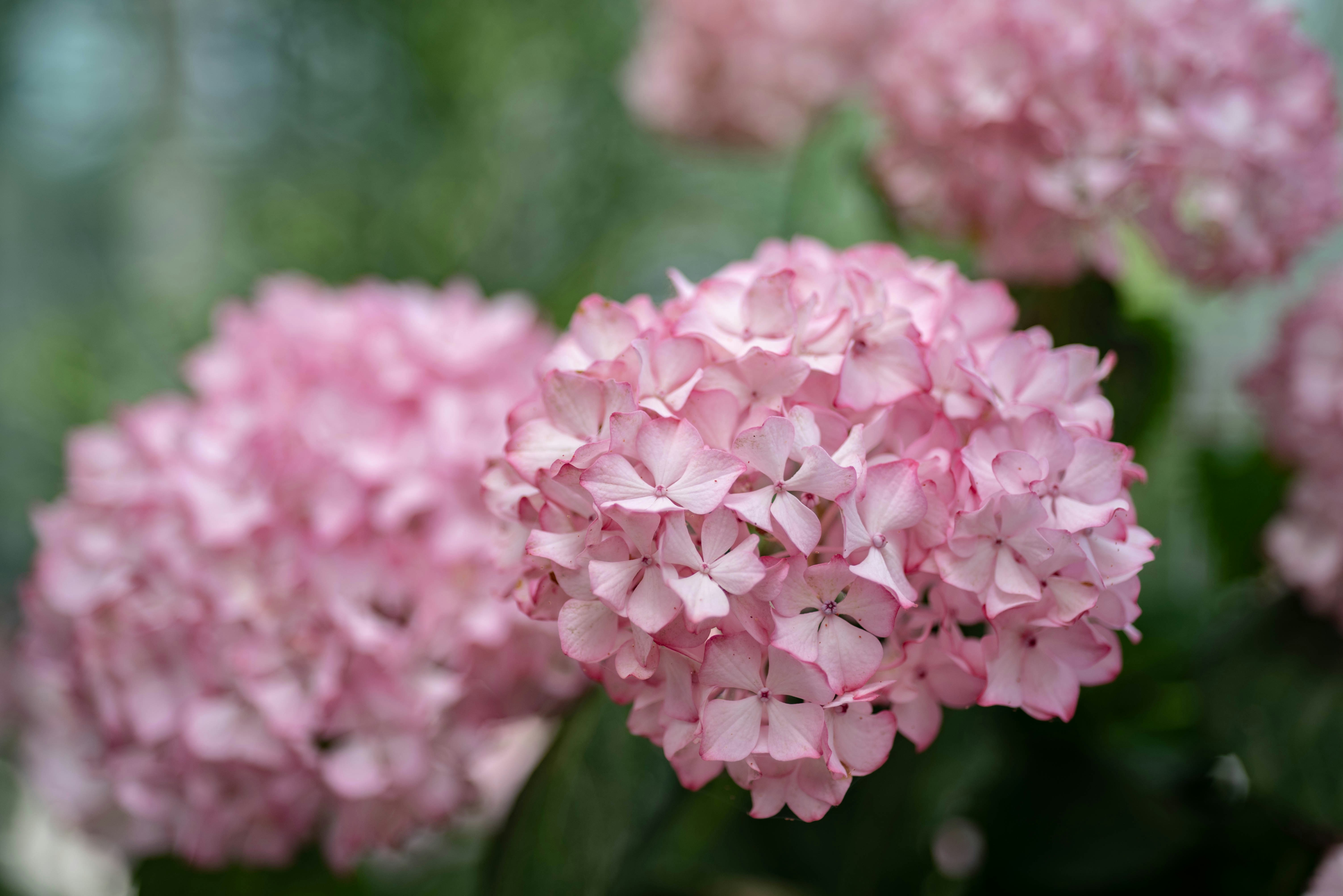 Photo by rays_pickpic