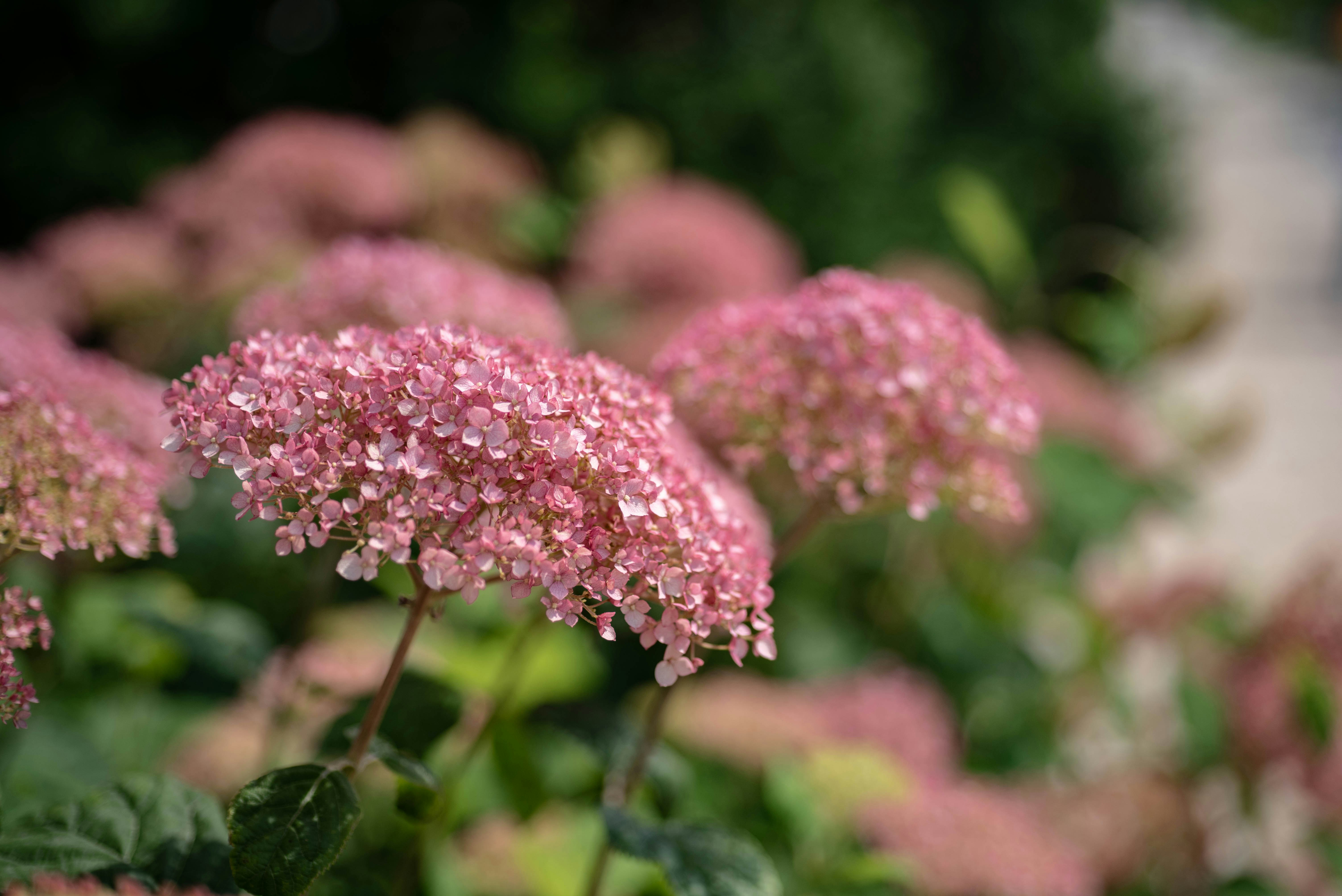 Photo by rays_pickpic