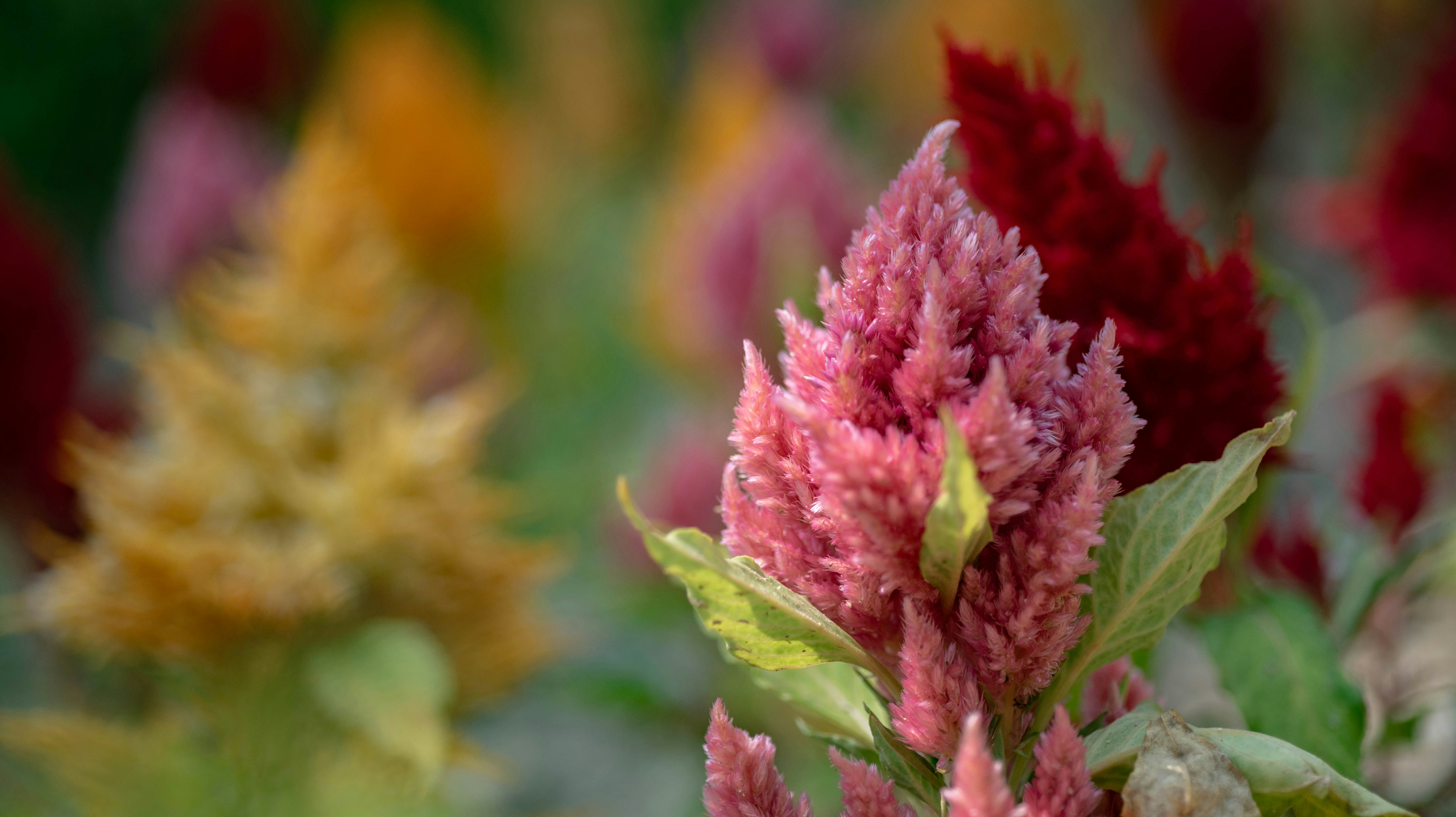 Photo by rays_pickpic