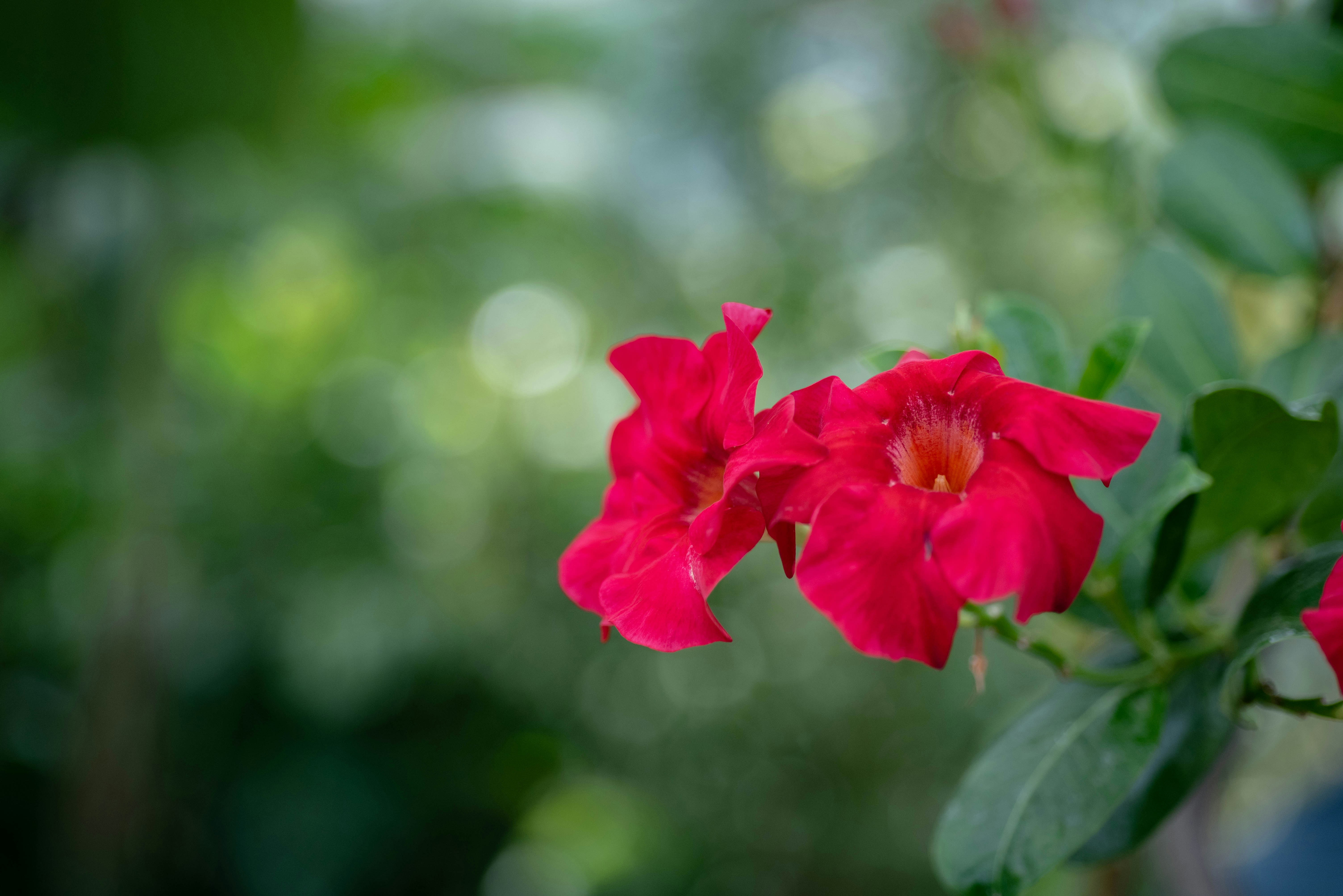 Photo by rays_pickpic