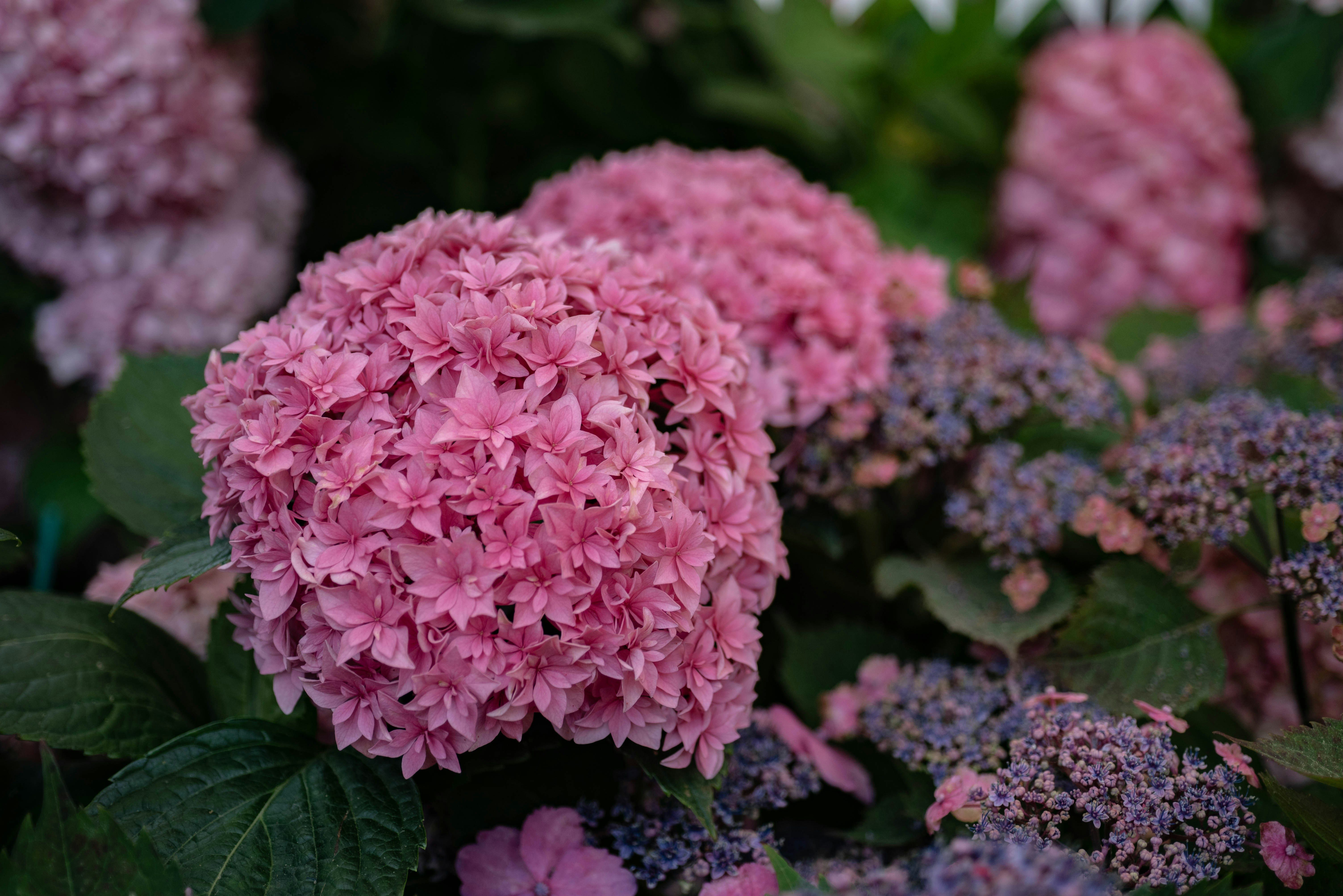 Photo by rays_pickpic