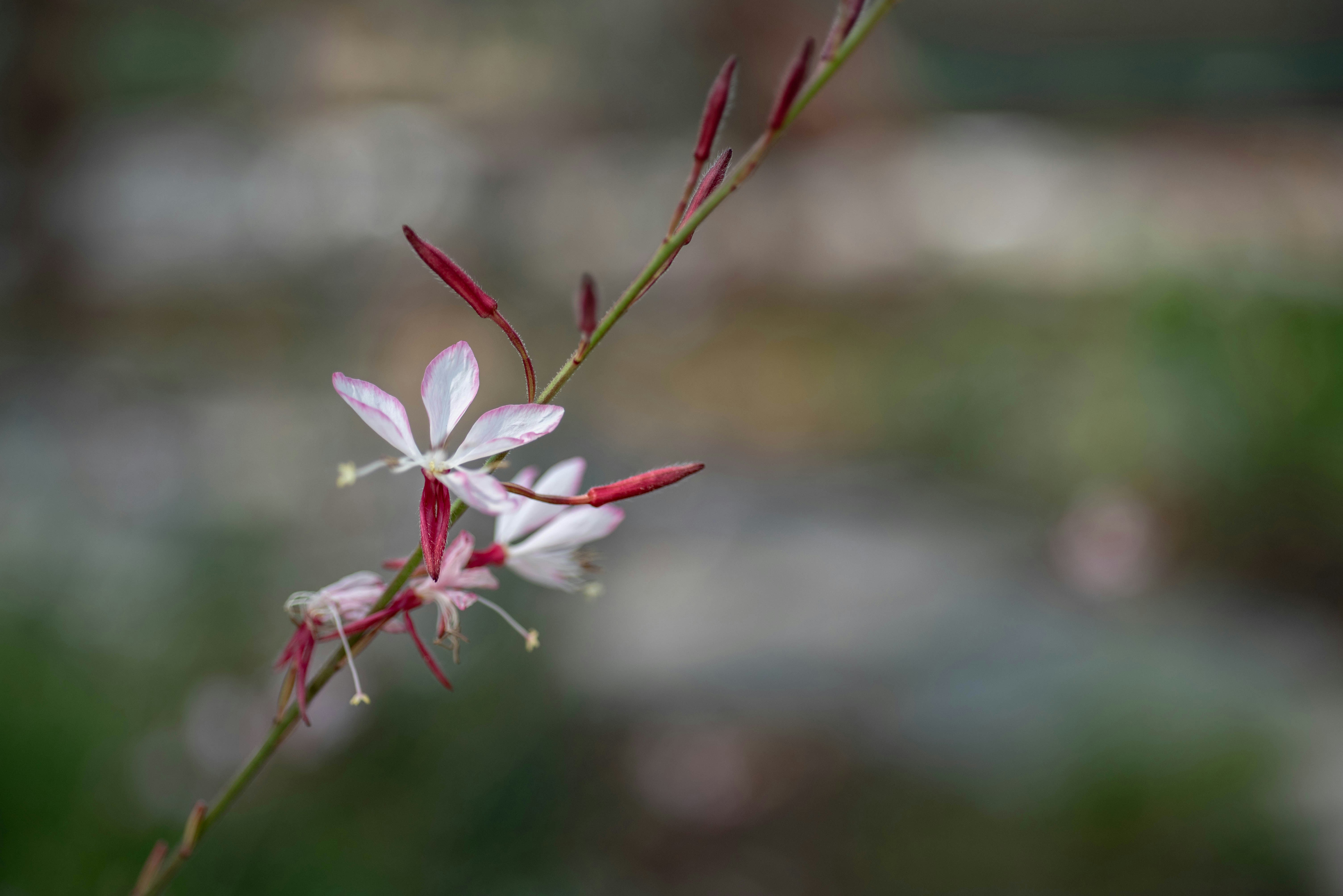 Photo by rays_pickpic