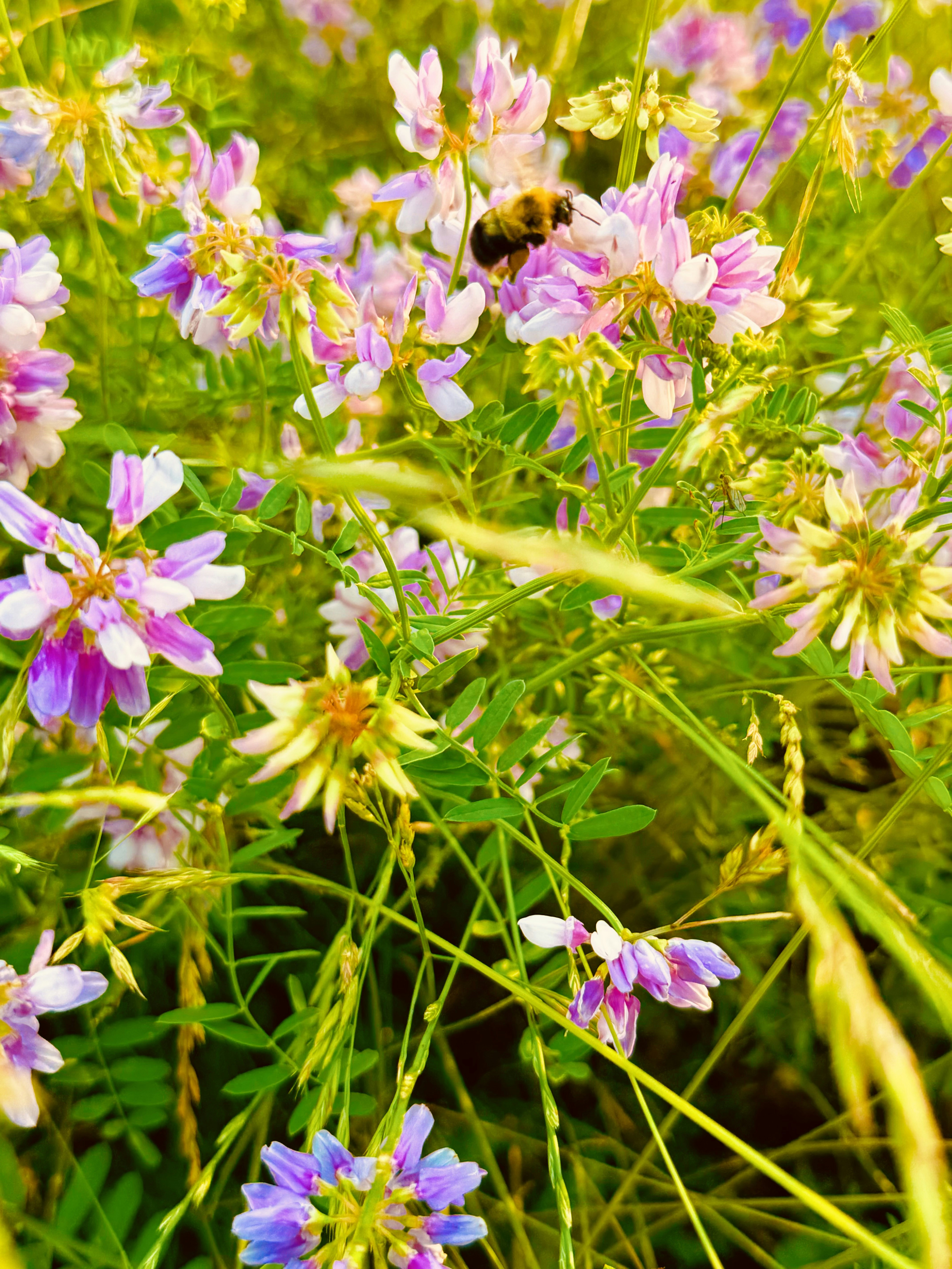 bee wallpaper aesthetic, wallpaper, Easy Bee Crafts for Adults: Creative Projects 4