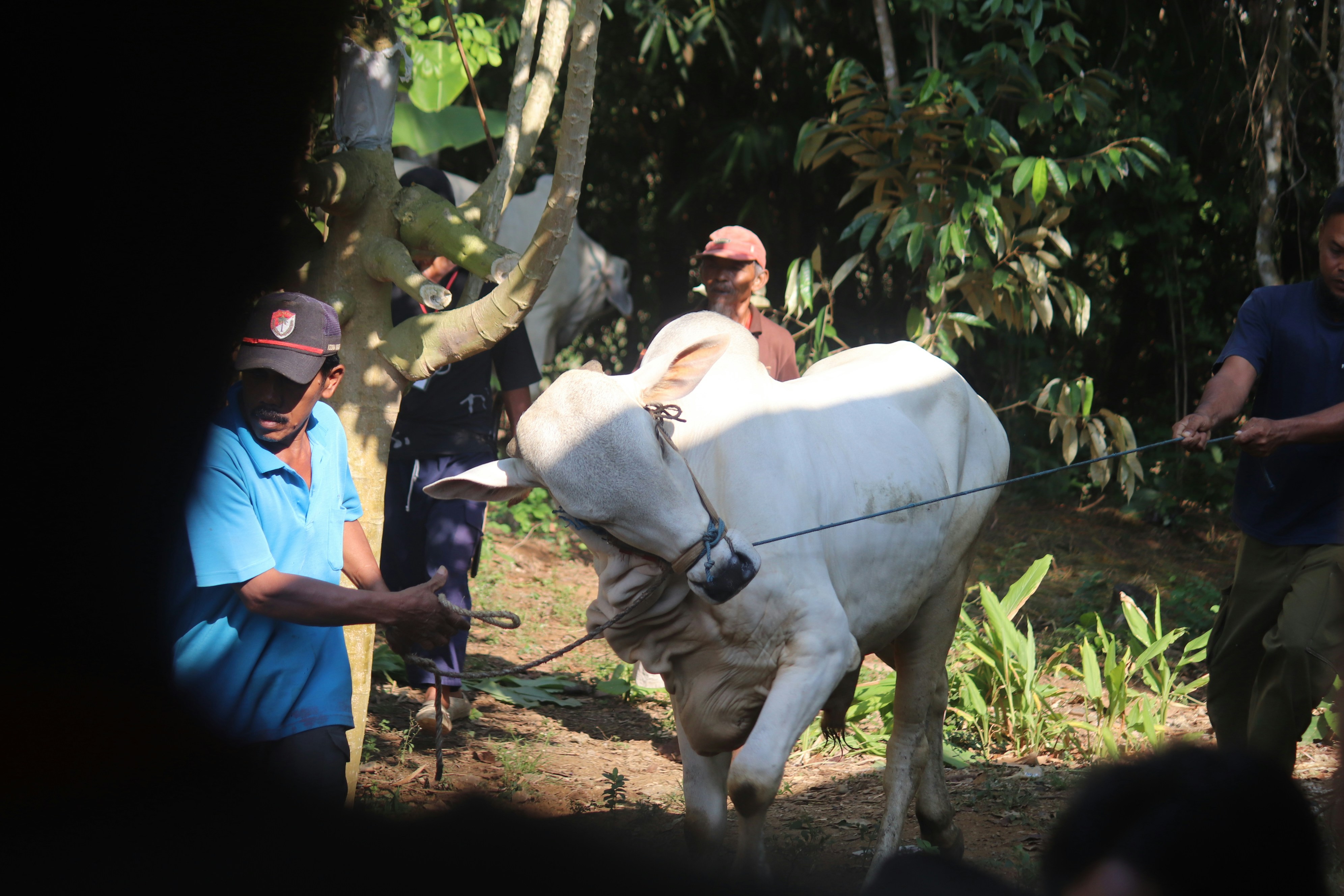 A group of people standing around a white cow