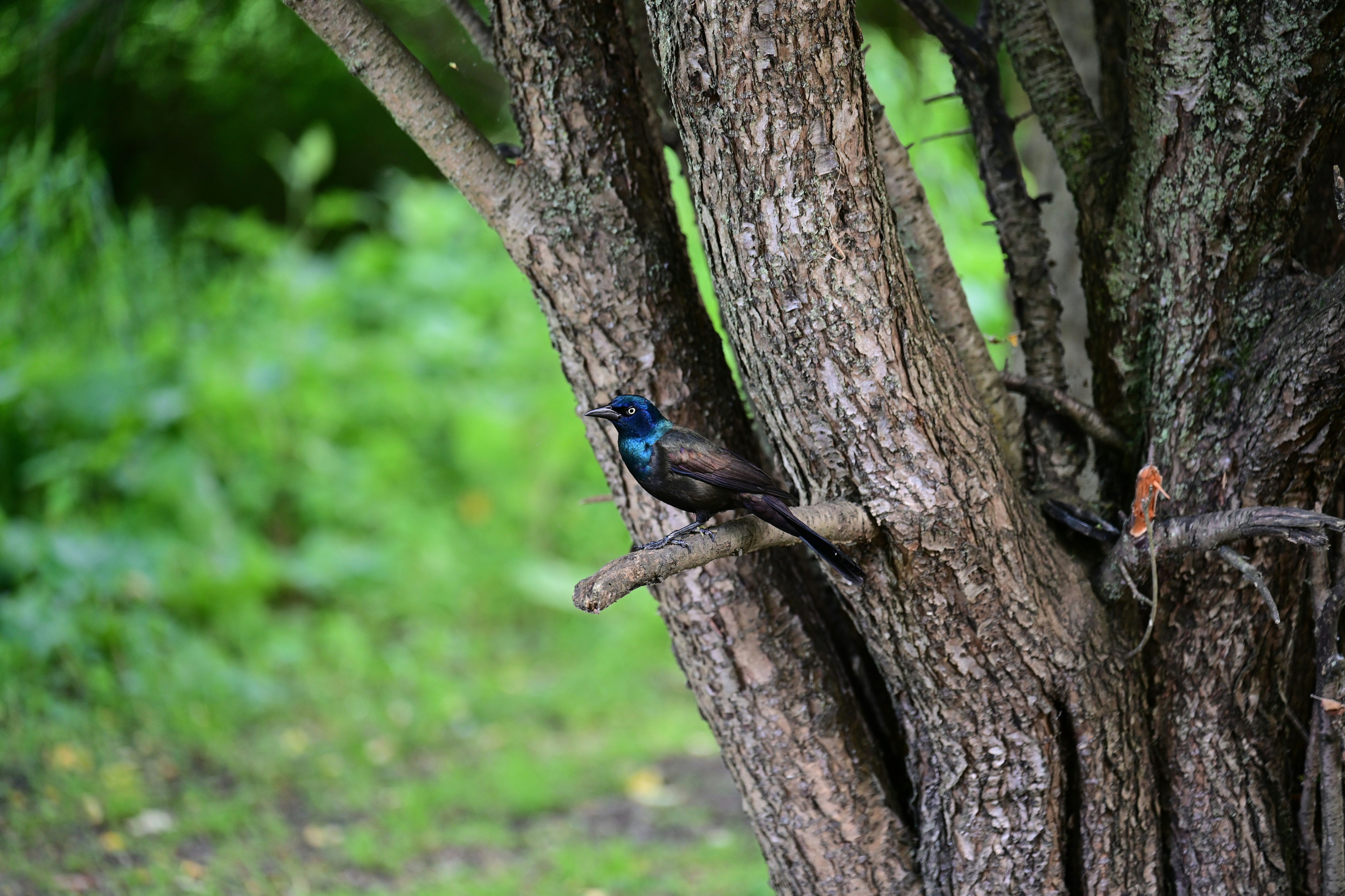 Photo by samuelprevin