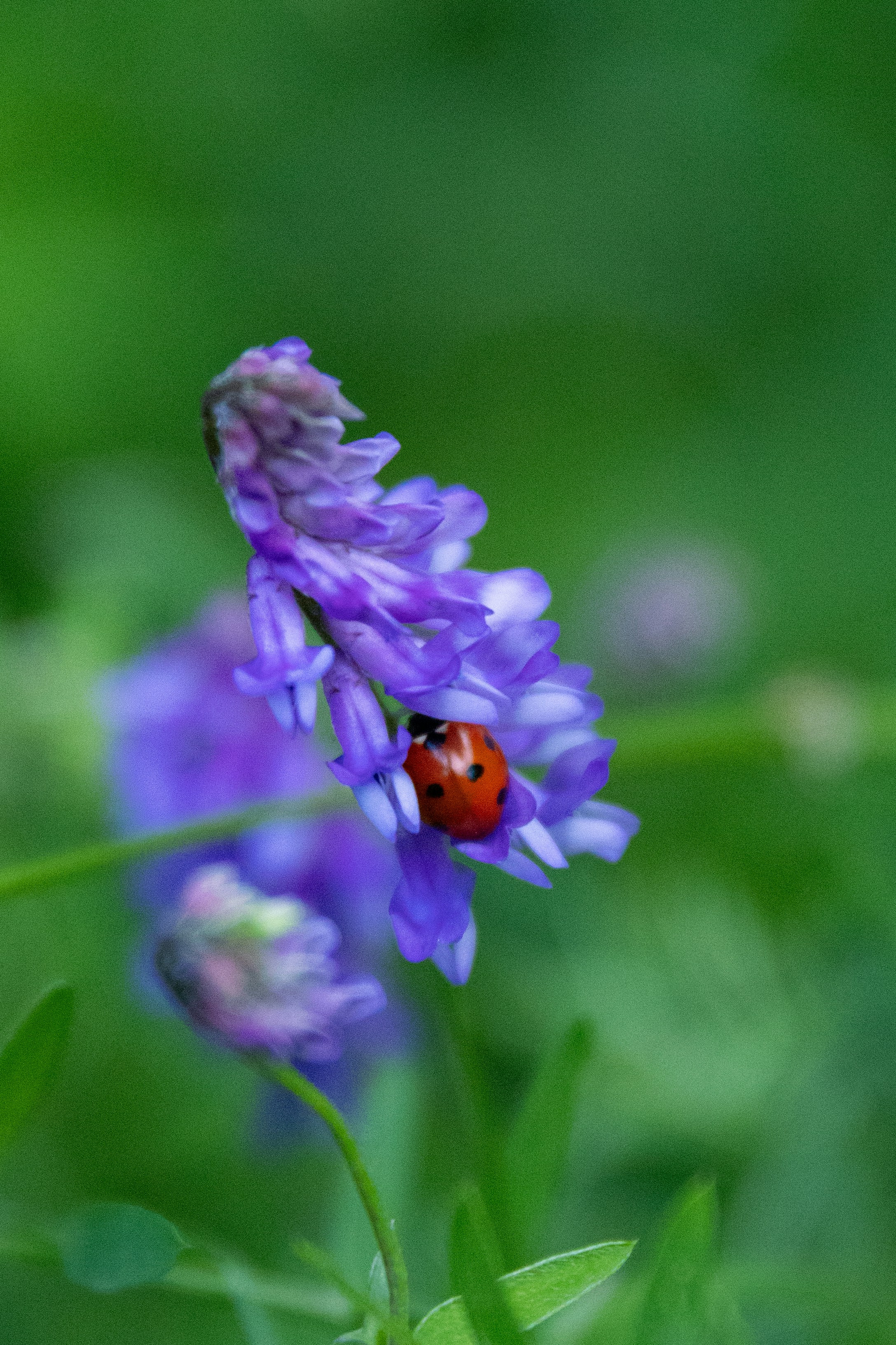 A lady bug sitting on top of a purple flower photo – Free Flower Image ...