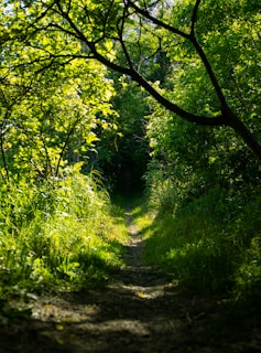 A dirt road surrounded by trees and grass