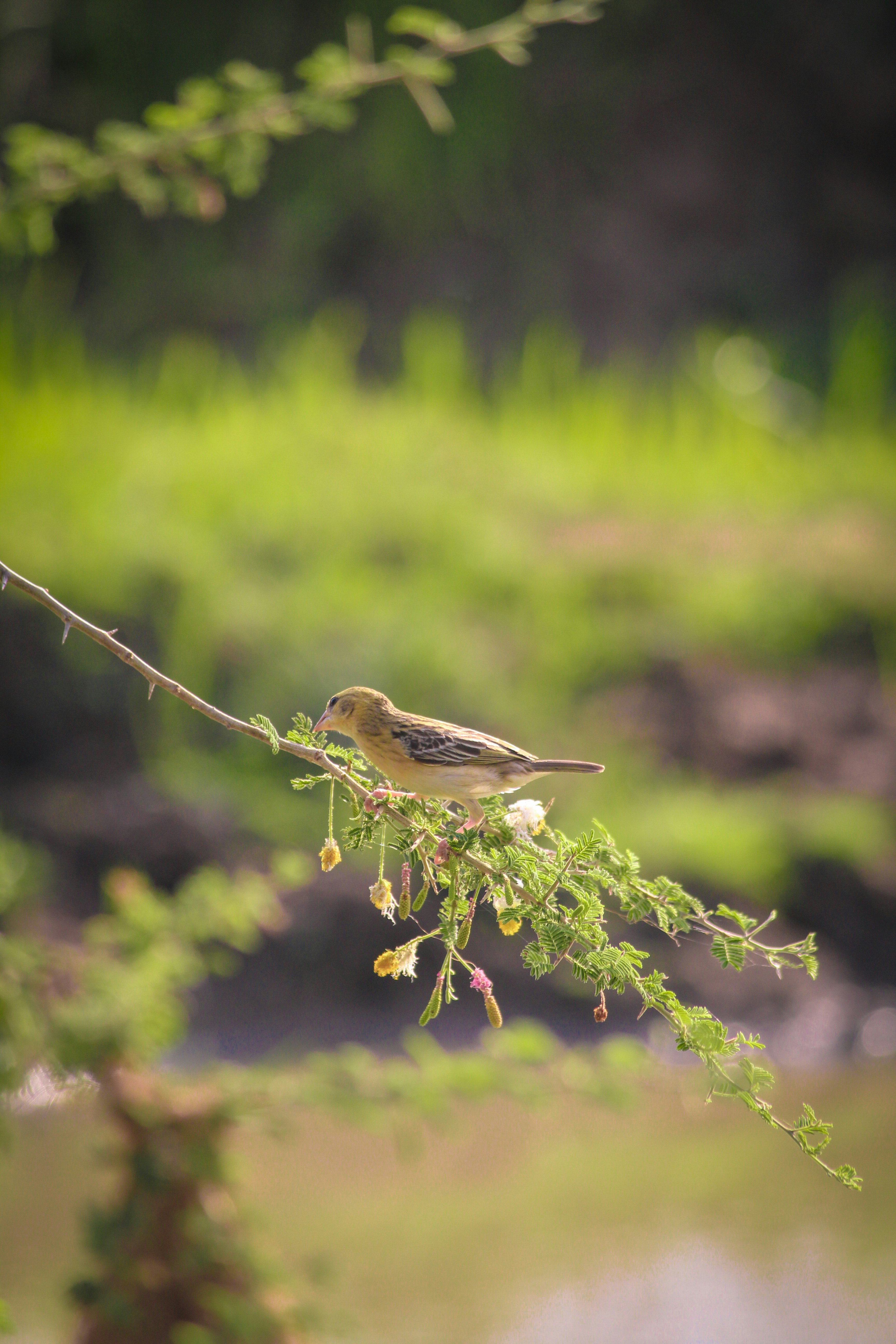 Photo by manjunath_yalam