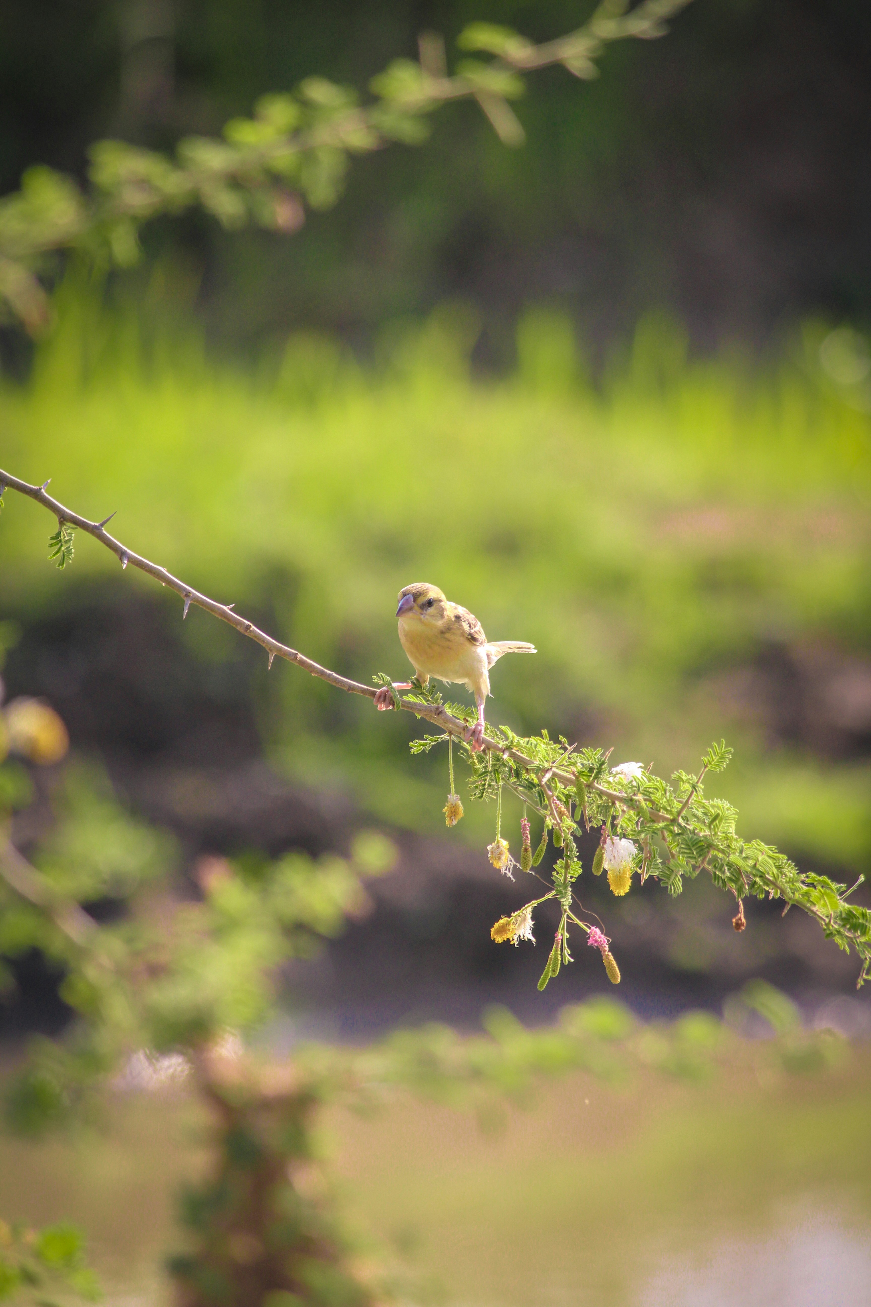 Photo by manjunath_yalam