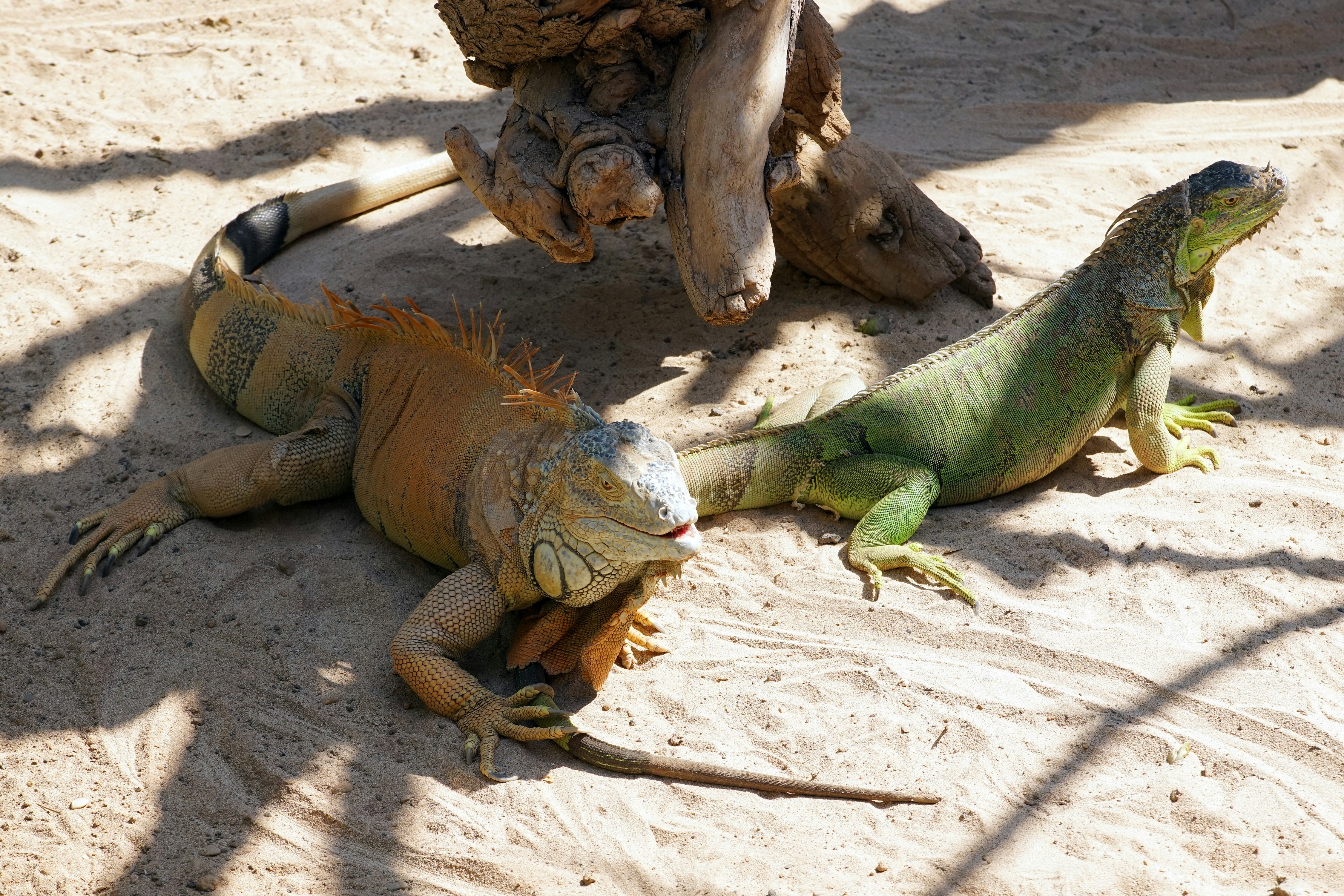 A group of iguanas sitting on top of a sandy ground