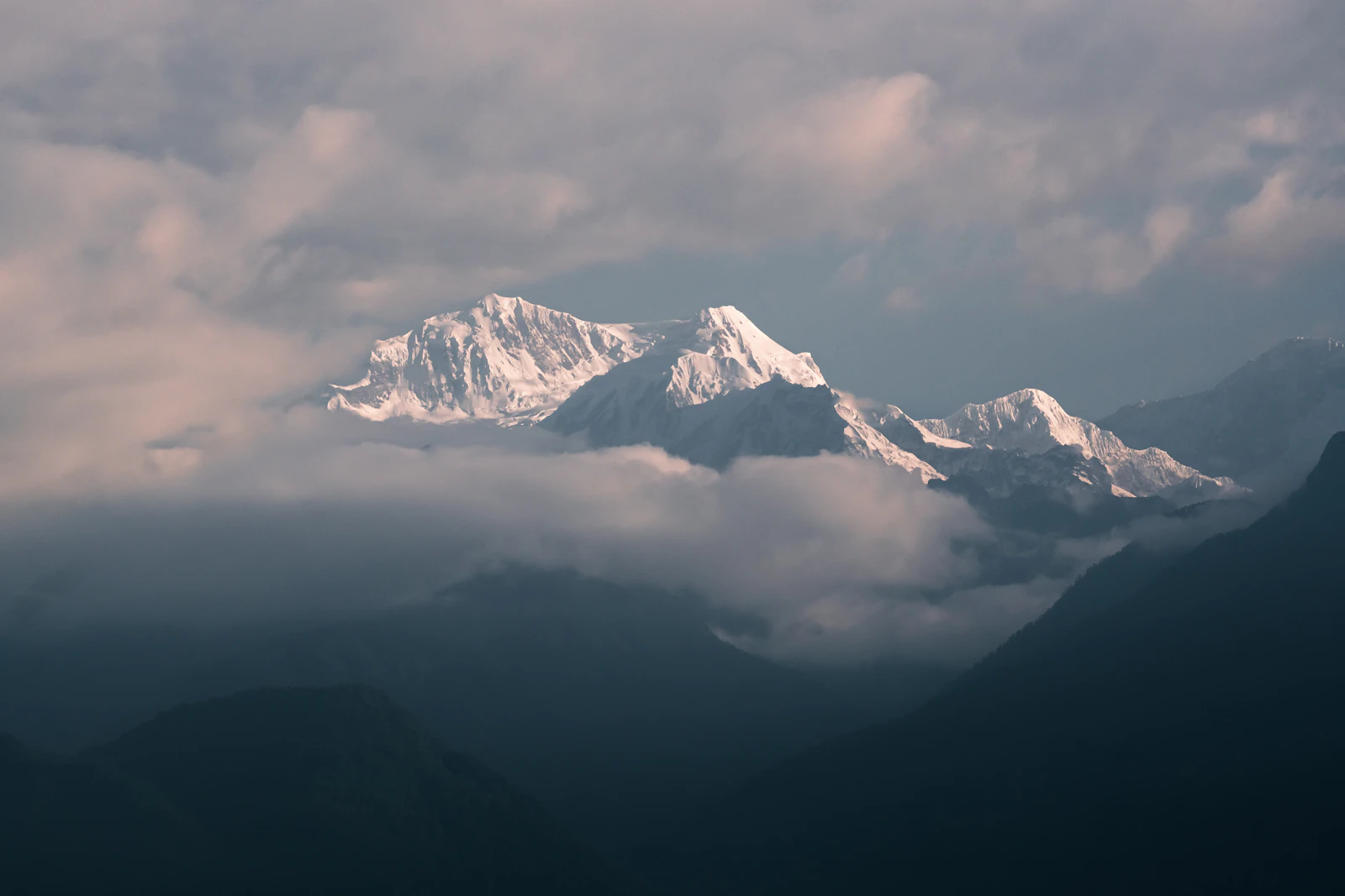 The snow summits of the Kanchenjunga massif rising above a bank of cloud, seen from Pelling over dark forested ridges