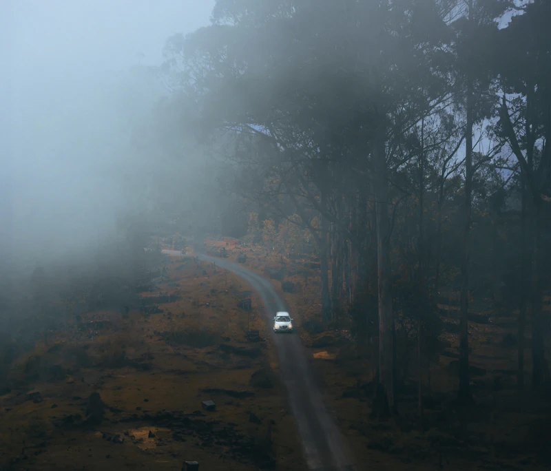 Foggy pine forest road in Kodaikanal