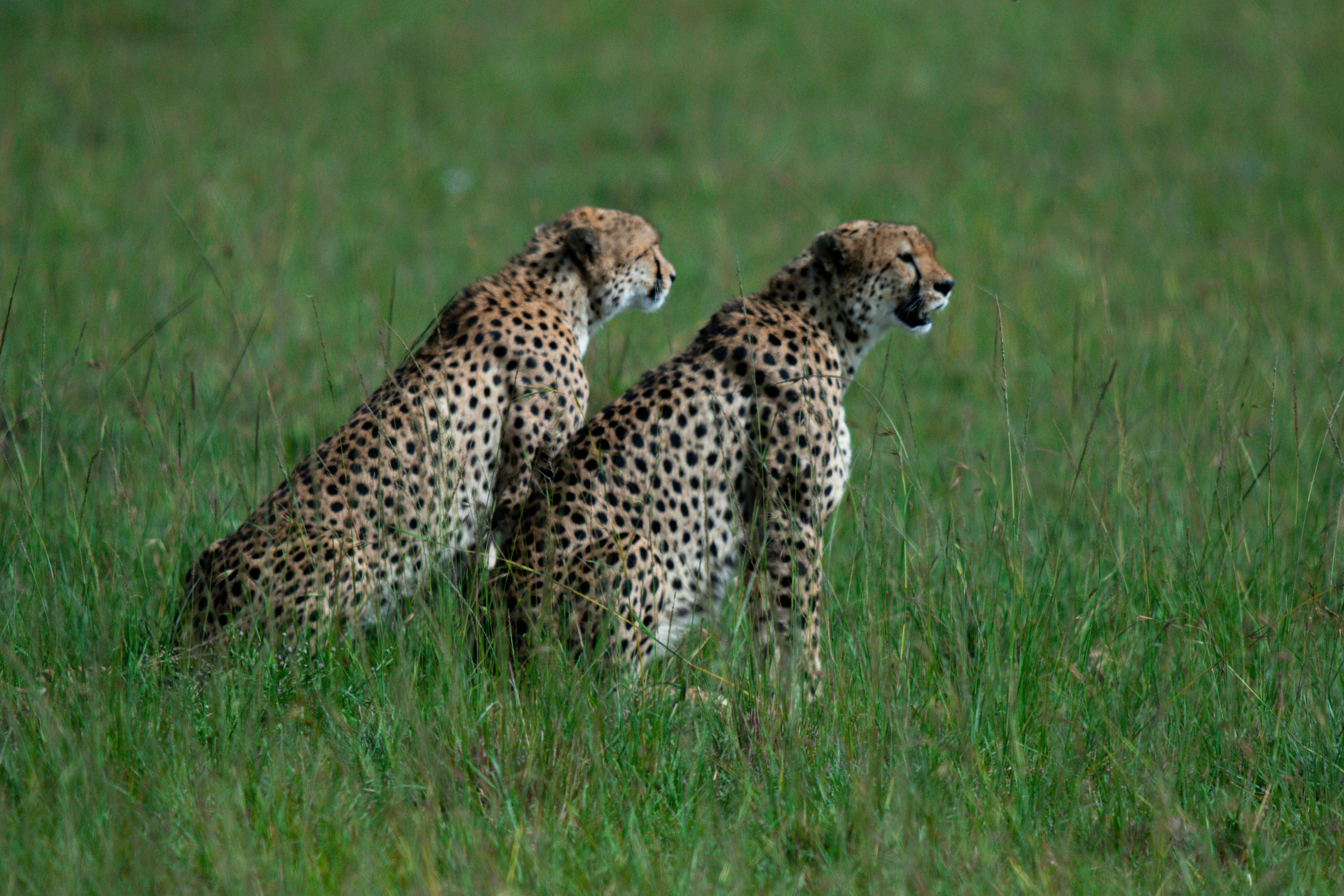 Cheetah at Golden Hour, Kenya