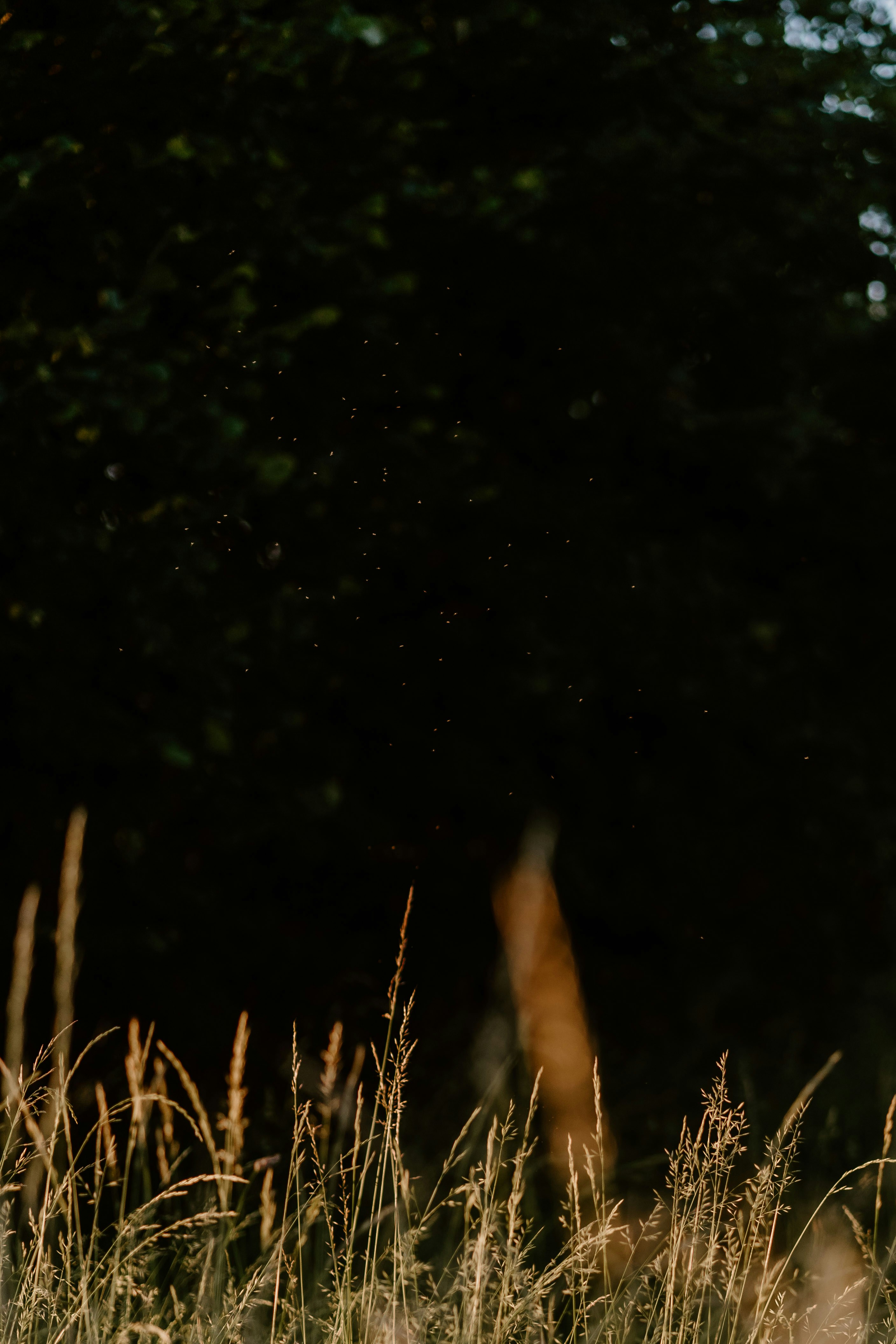 Photo by lenakestler