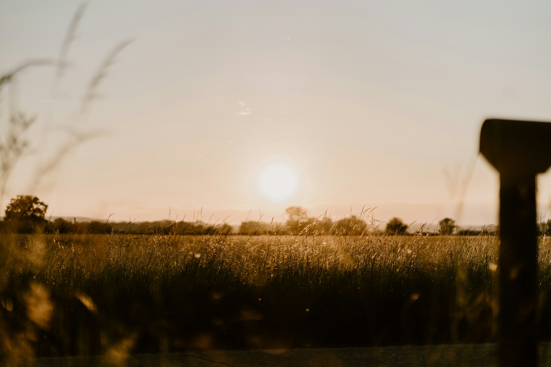 The sun is setting over a field of tall grass