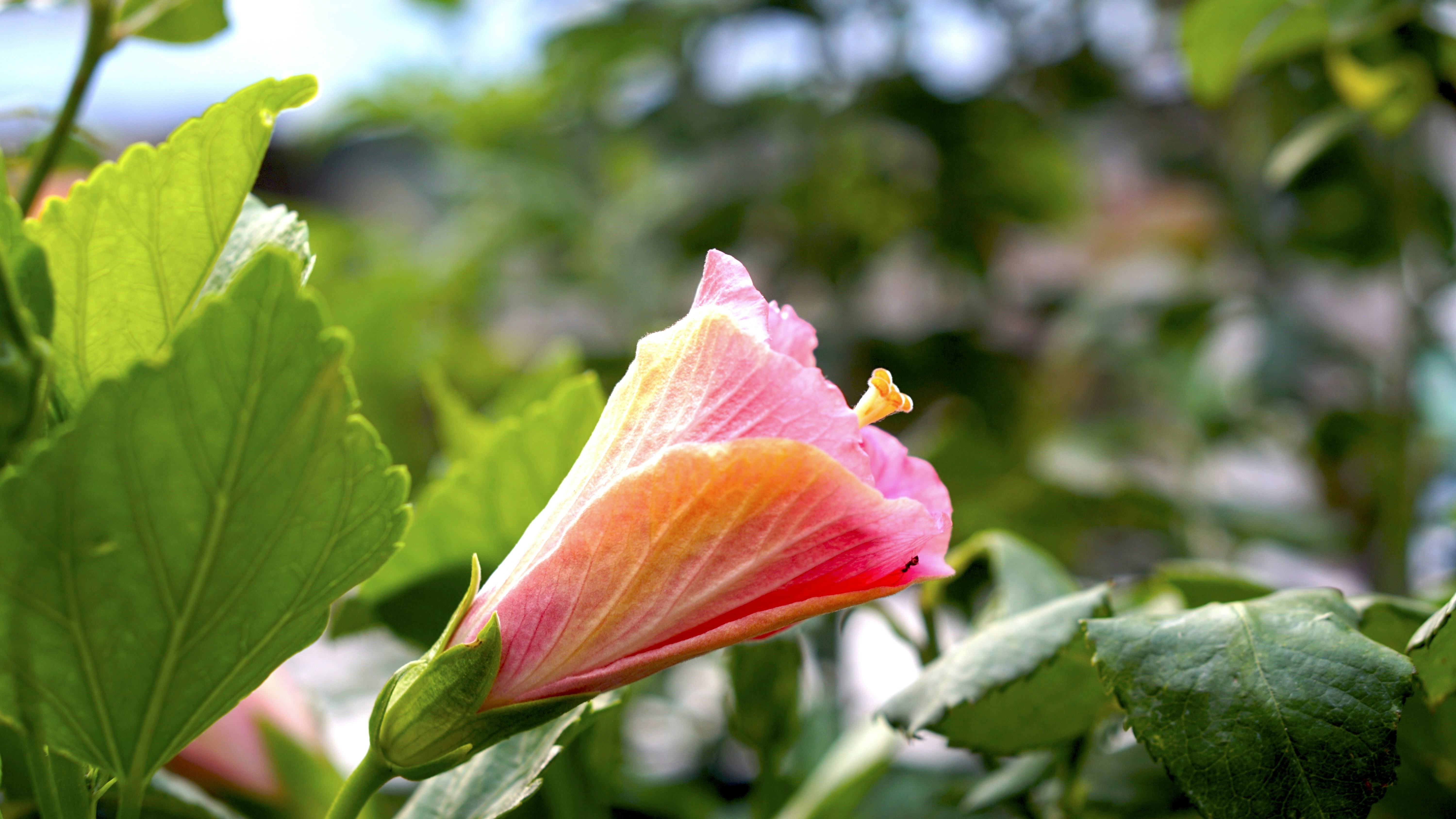Una flor rosa con hojas verdes en el fondo